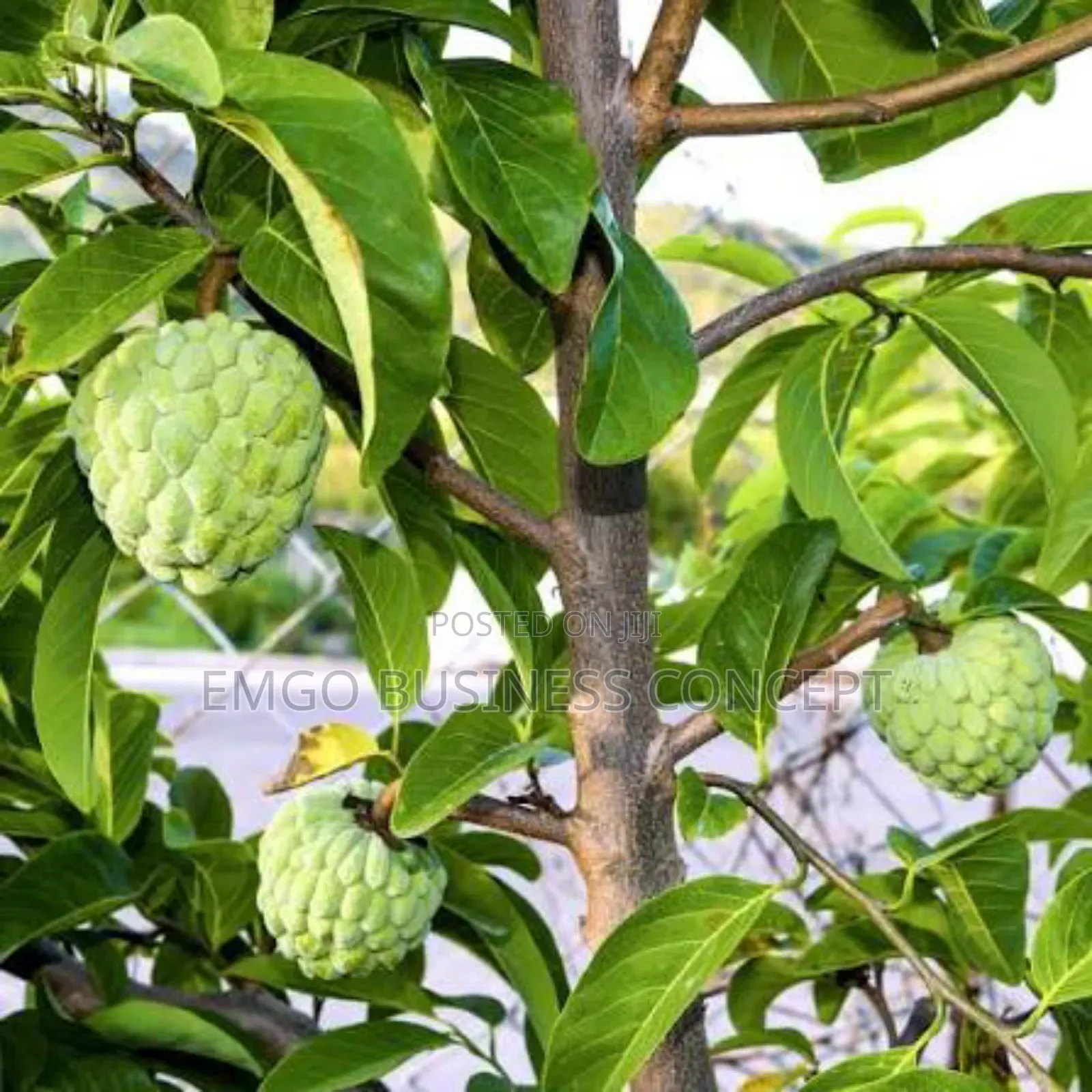 Hybrid Sweetsop Seedlings