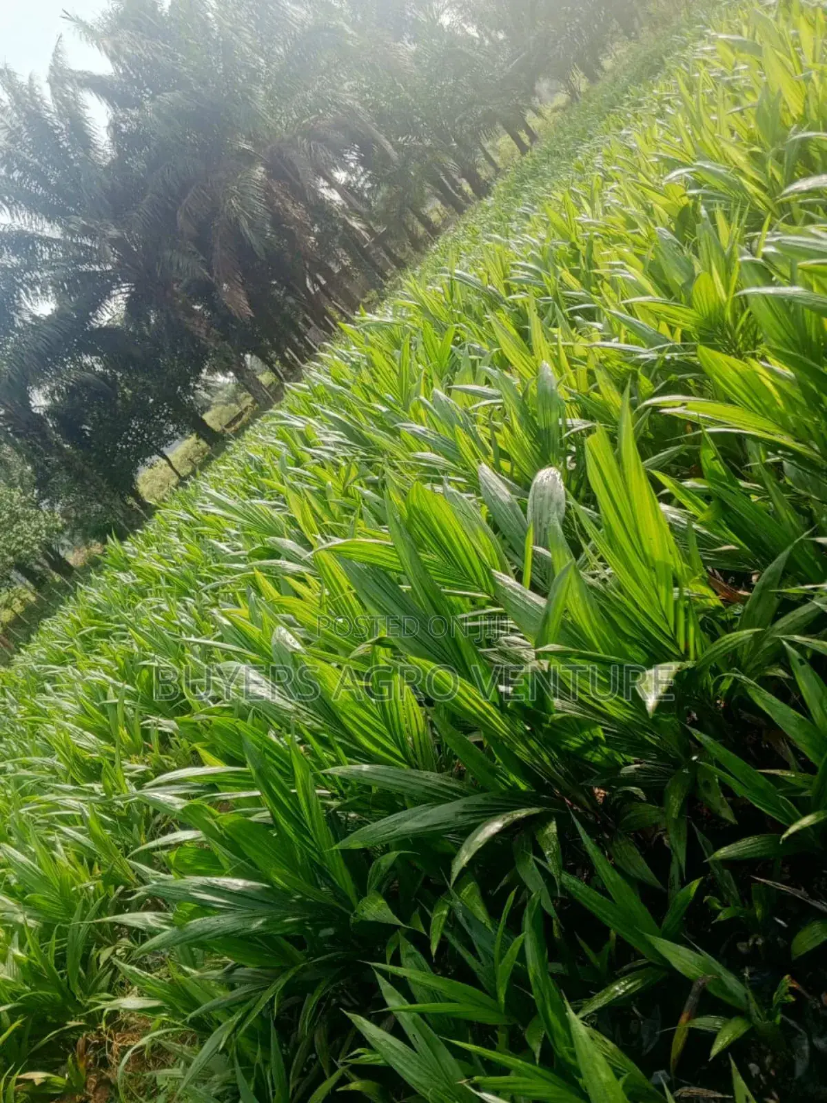 Strong Root Oil Palm Seedlings. Rich Oil for Cooking 