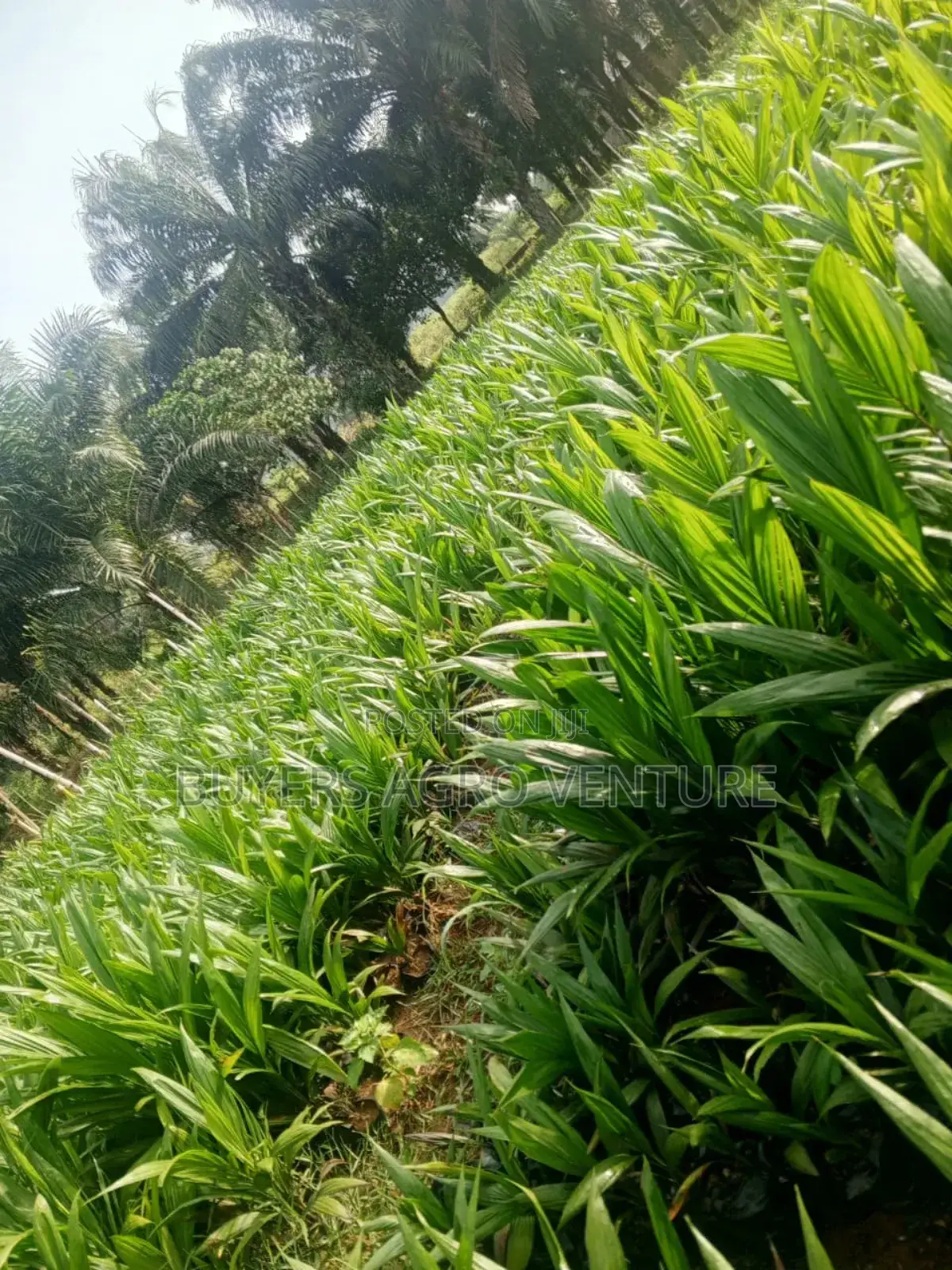 Patronize Us With Our Good and Hybrid Tenera Seedlings