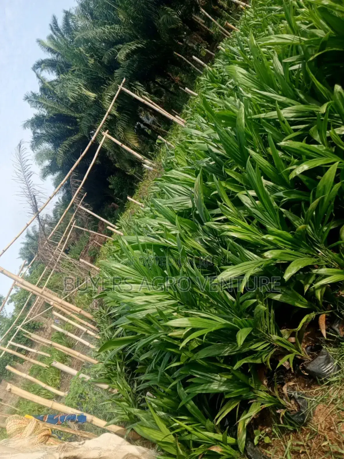 Patronize Us With Our Good and Hybrid Tenera Seedlings