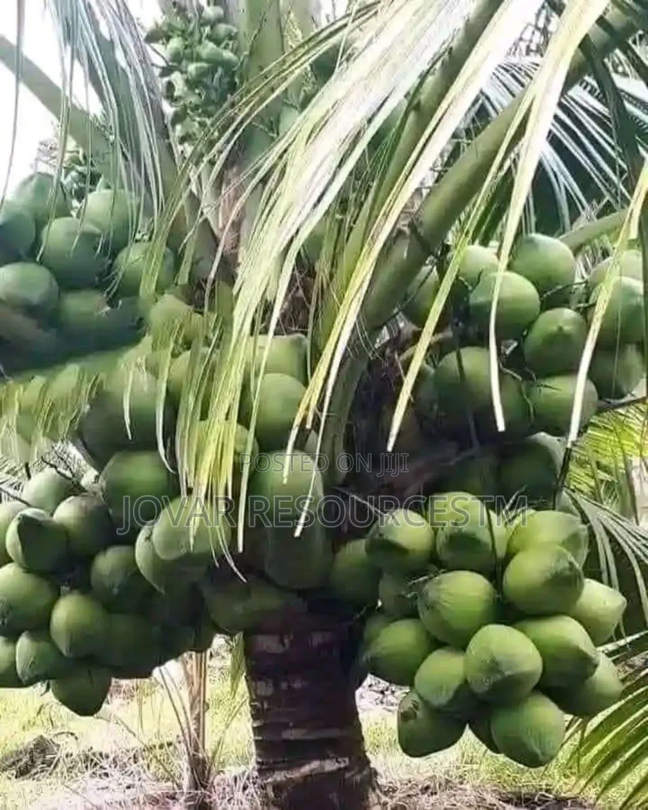 Best Dwarf And Semi Dwarf Coconut Seedling (Or Seeds)