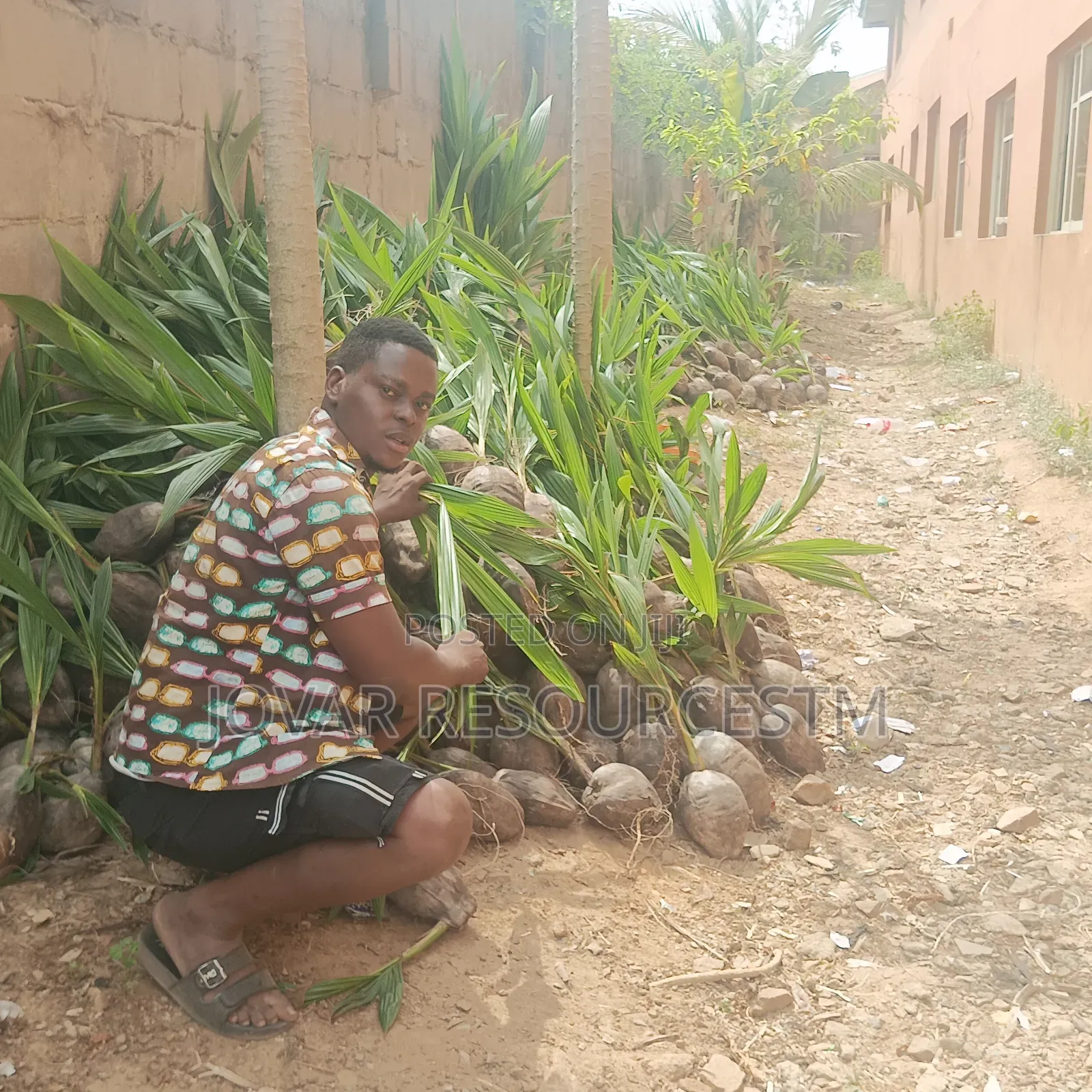 Best Dwarf And Semi Dwarf Coconut Seedling (Or Seeds)