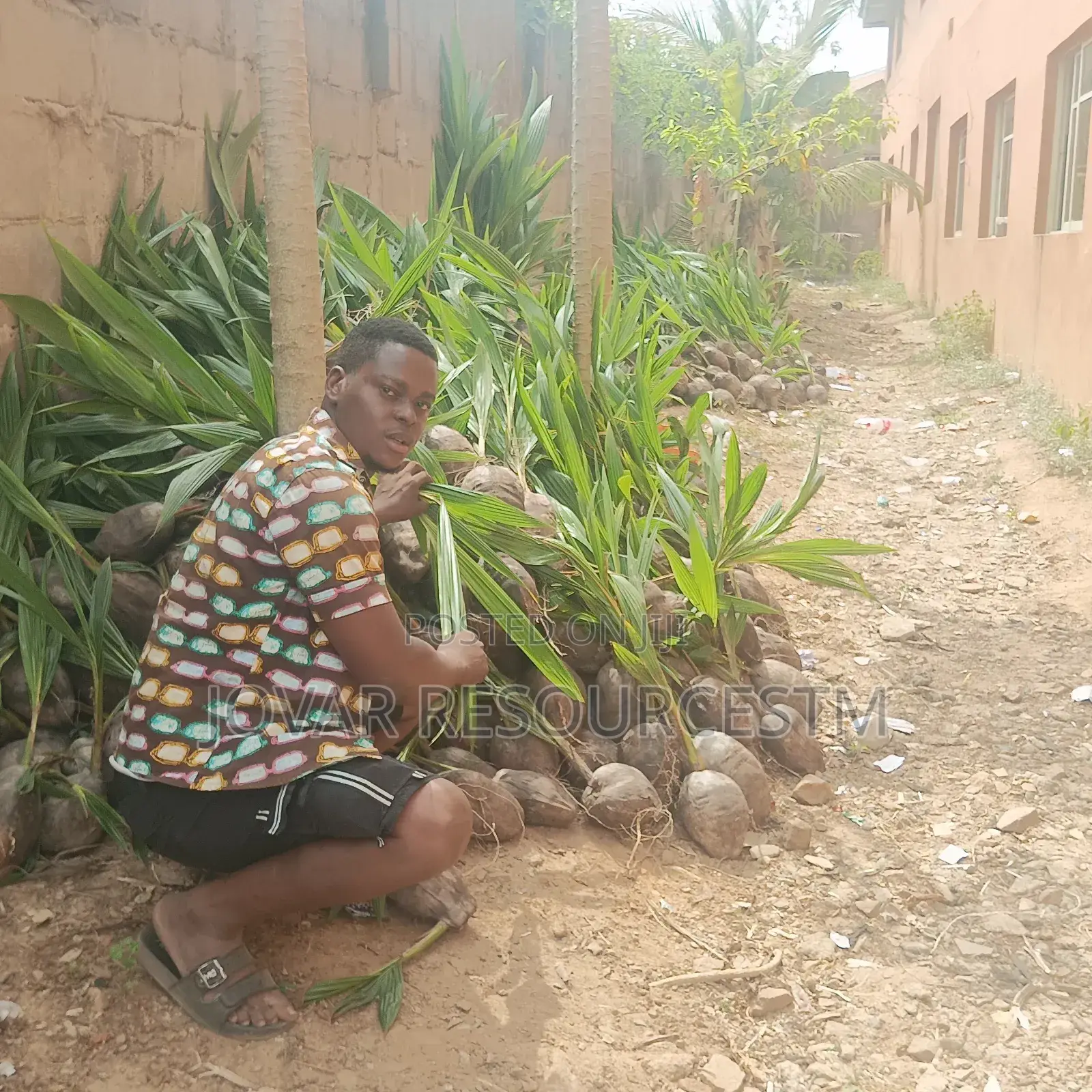 Best Dwarf, Hybrid, Ghana Jumbo Coconut Seedling (Or Seeds)
