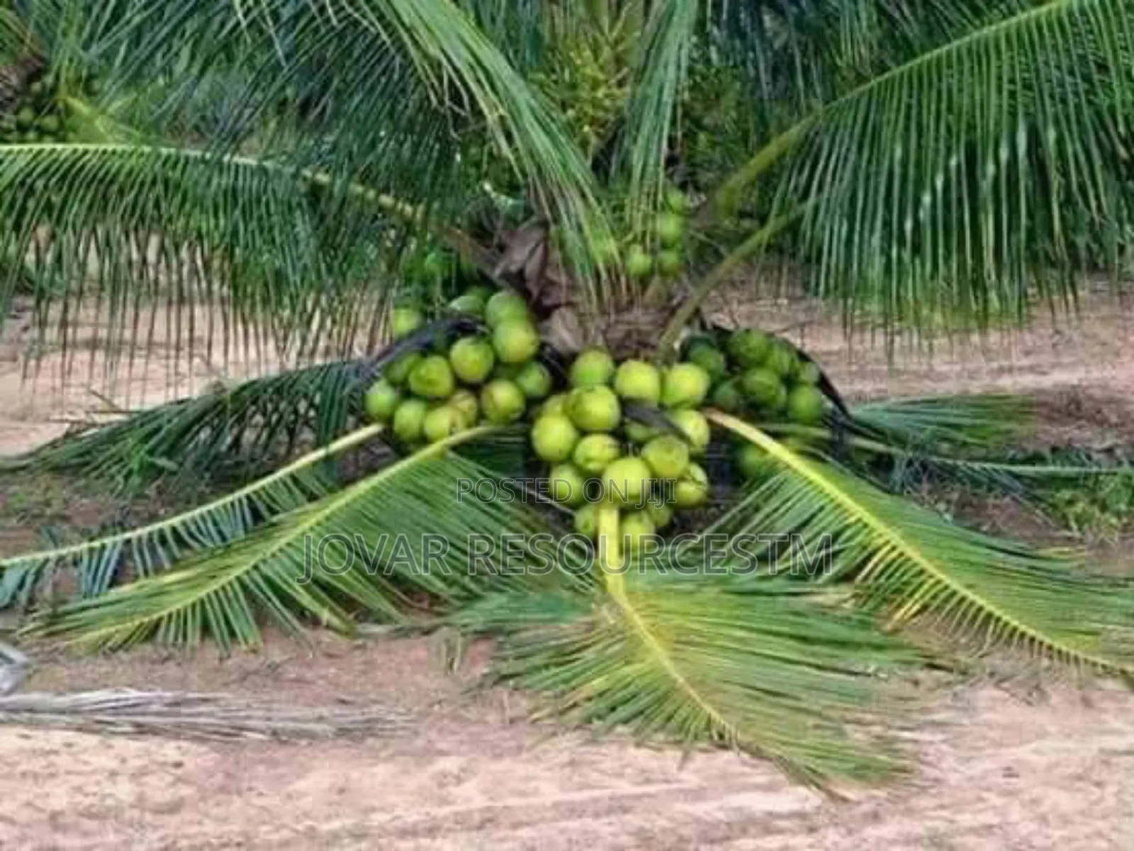 Best Dwarf And Semi Dwarf Coconut Seedling (Or Seeds)