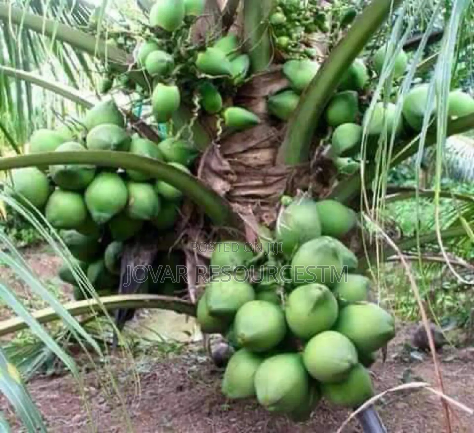 Best Dwarf And Semi Dwarf Coconut Seedling (Or Seeds)