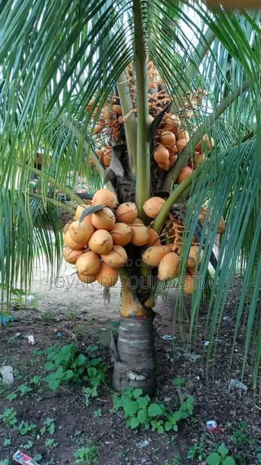 Best Dwarf And Semi Dwarf Coconut Seedling (Or Seeds)