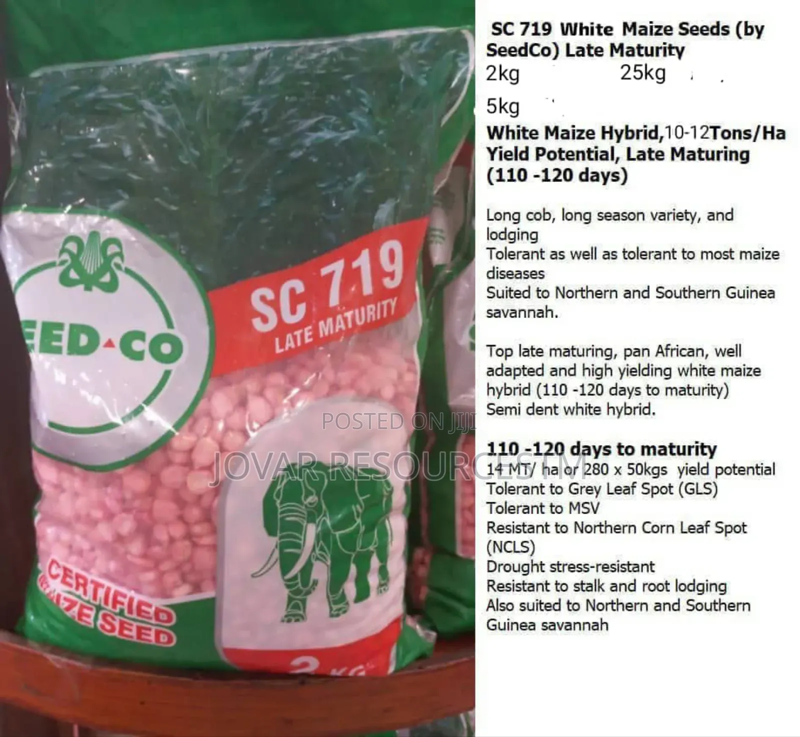 Best Improved Maize Seeds Higher Yield Breeds