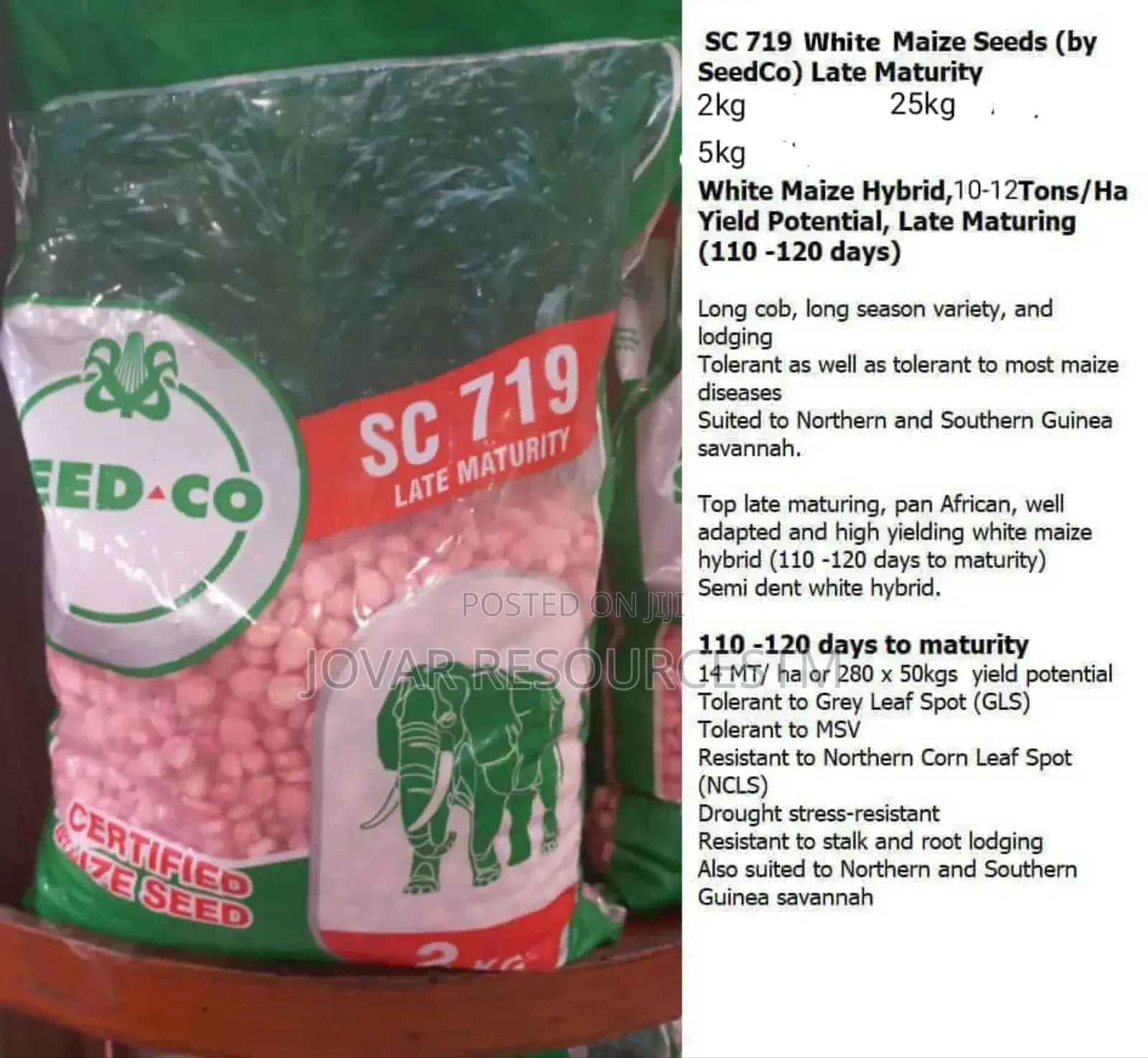 Best Improved Maize Seeds Higher Yield Breeds