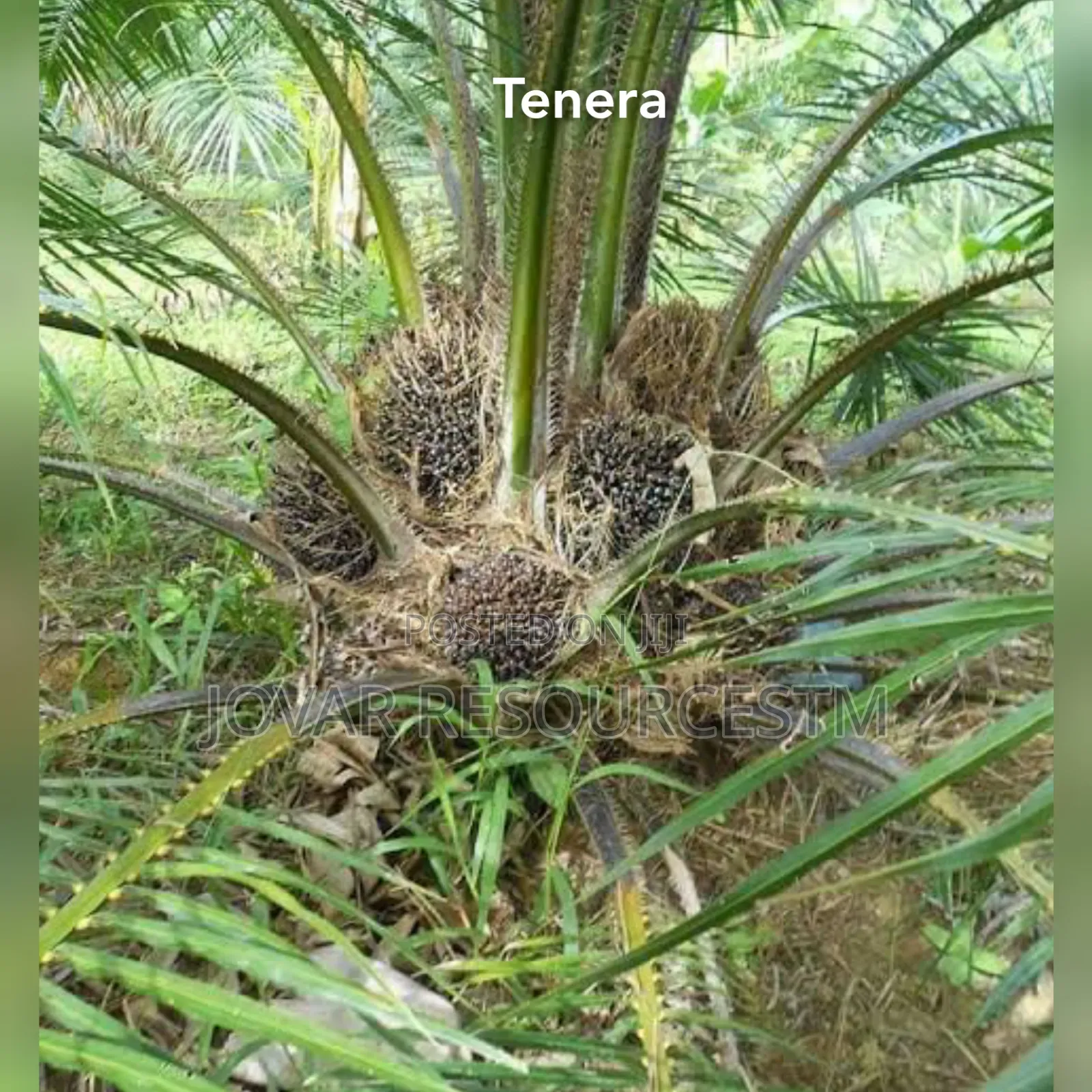 Best Oilpalm First Generation Tenera High Yield Malaysian Super Gene