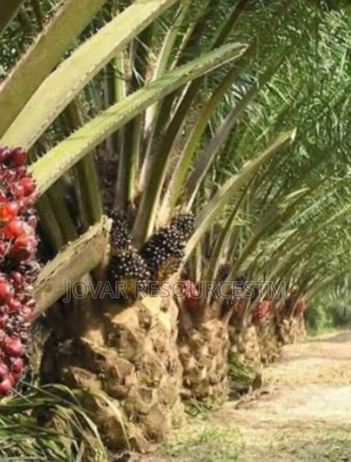 Best Oilpalm First Generation Tenera High Yield Malaysian Super Gene