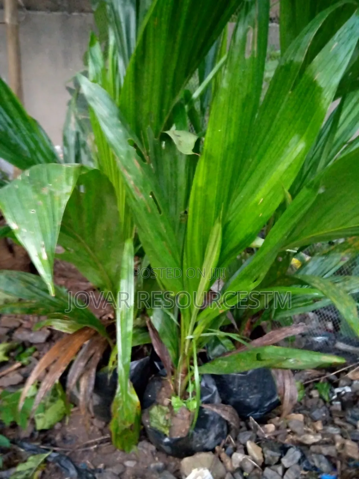 Best Oilpalm First Generation Tenera High Yield Malaysian Super Gene