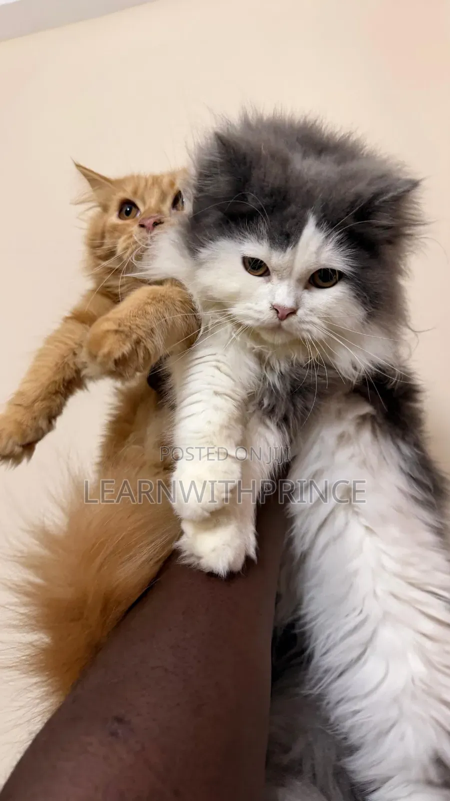 1-3 months Male Purebred Persian