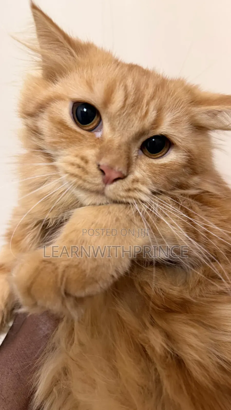 1-3 months Male Purebred Persian