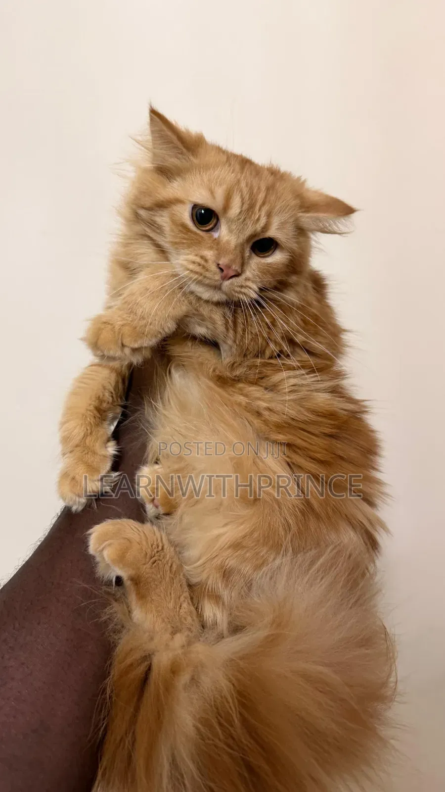 1-3 months Female Purebred Persian