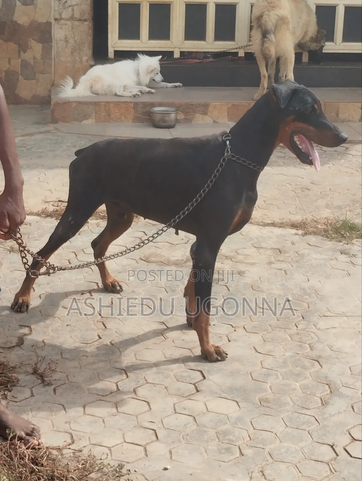 1+ year Male Purebred Doberman Pinscher
