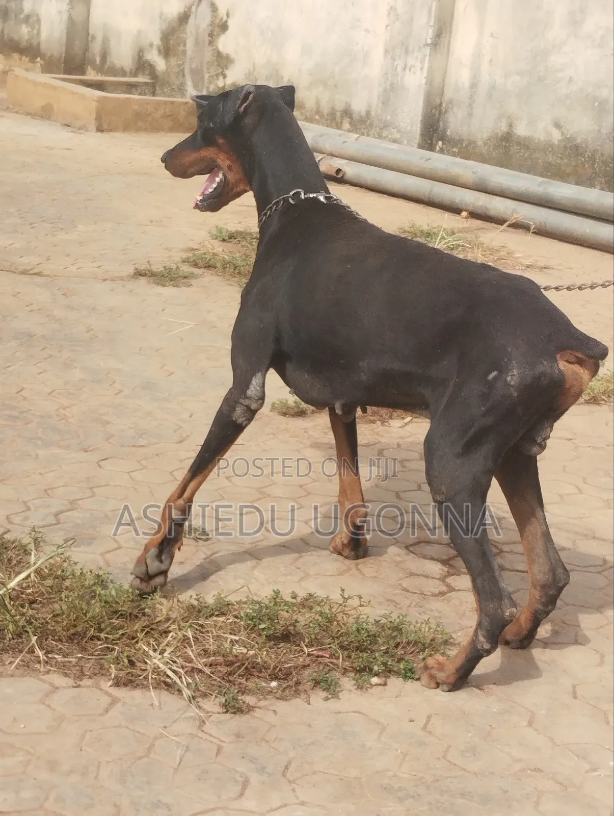 1+ year Male Purebred Doberman Pinscher