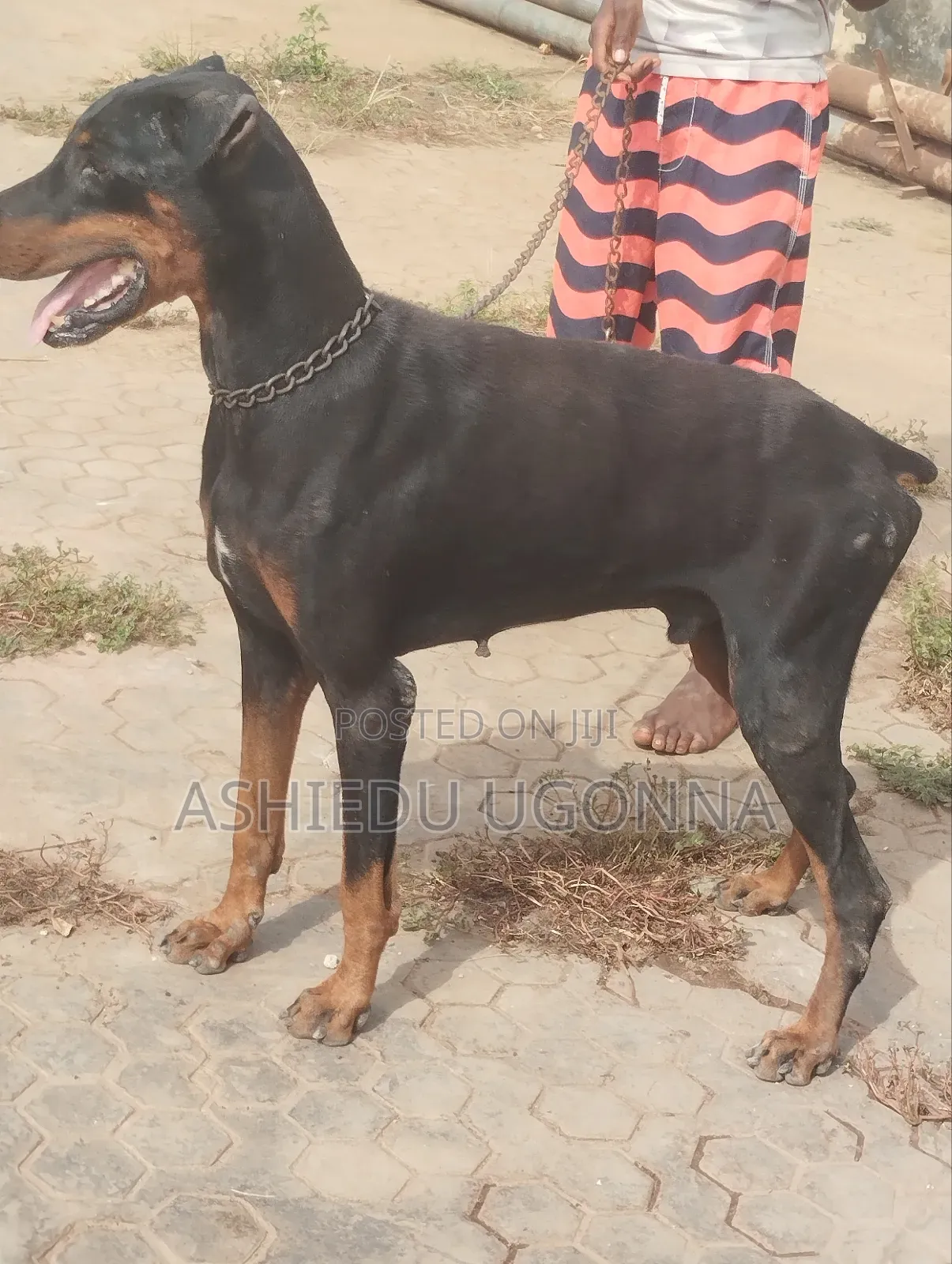 1+ year Male Purebred Doberman Pinscher