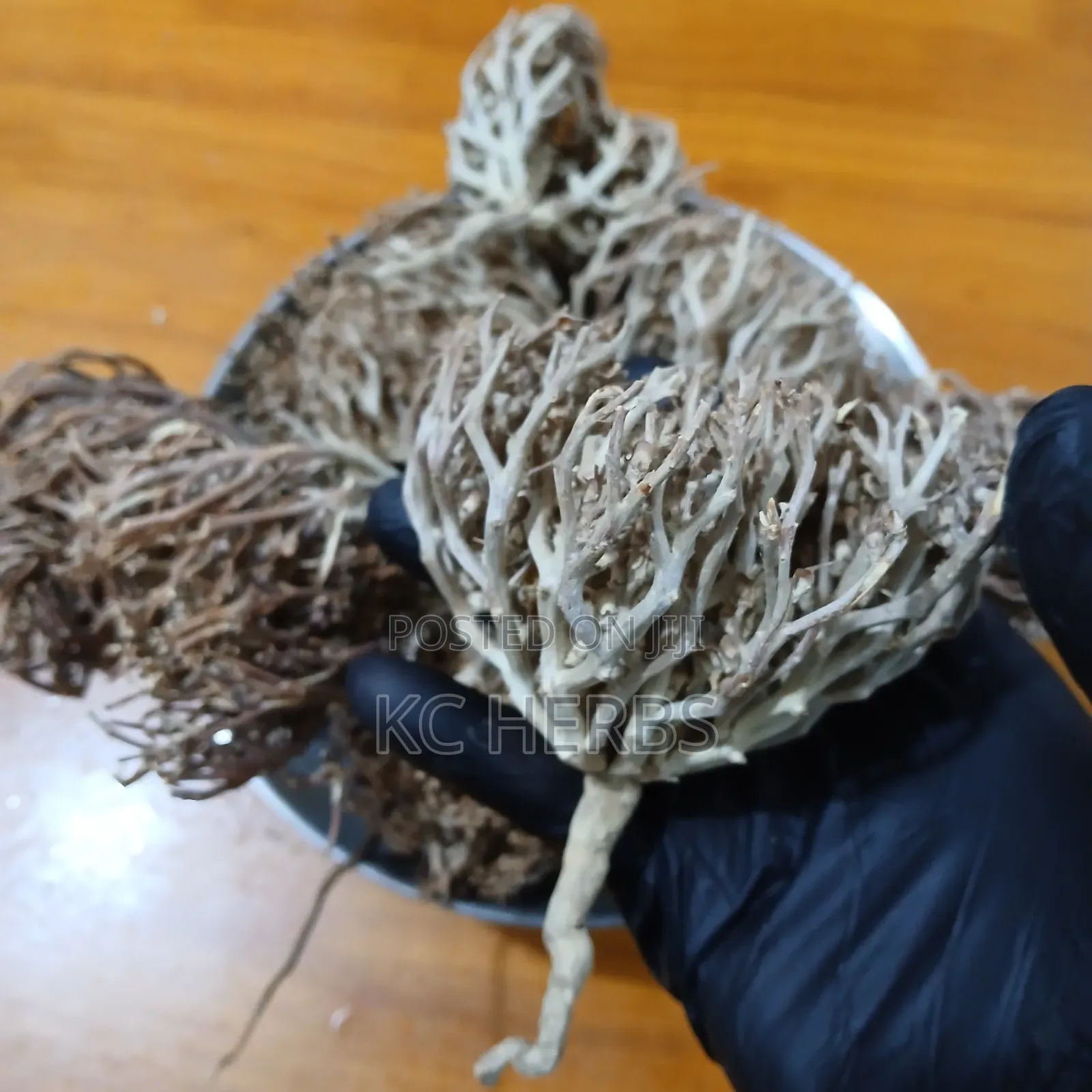 Cap Maryam/Rose of Jericho Resurrection Plant