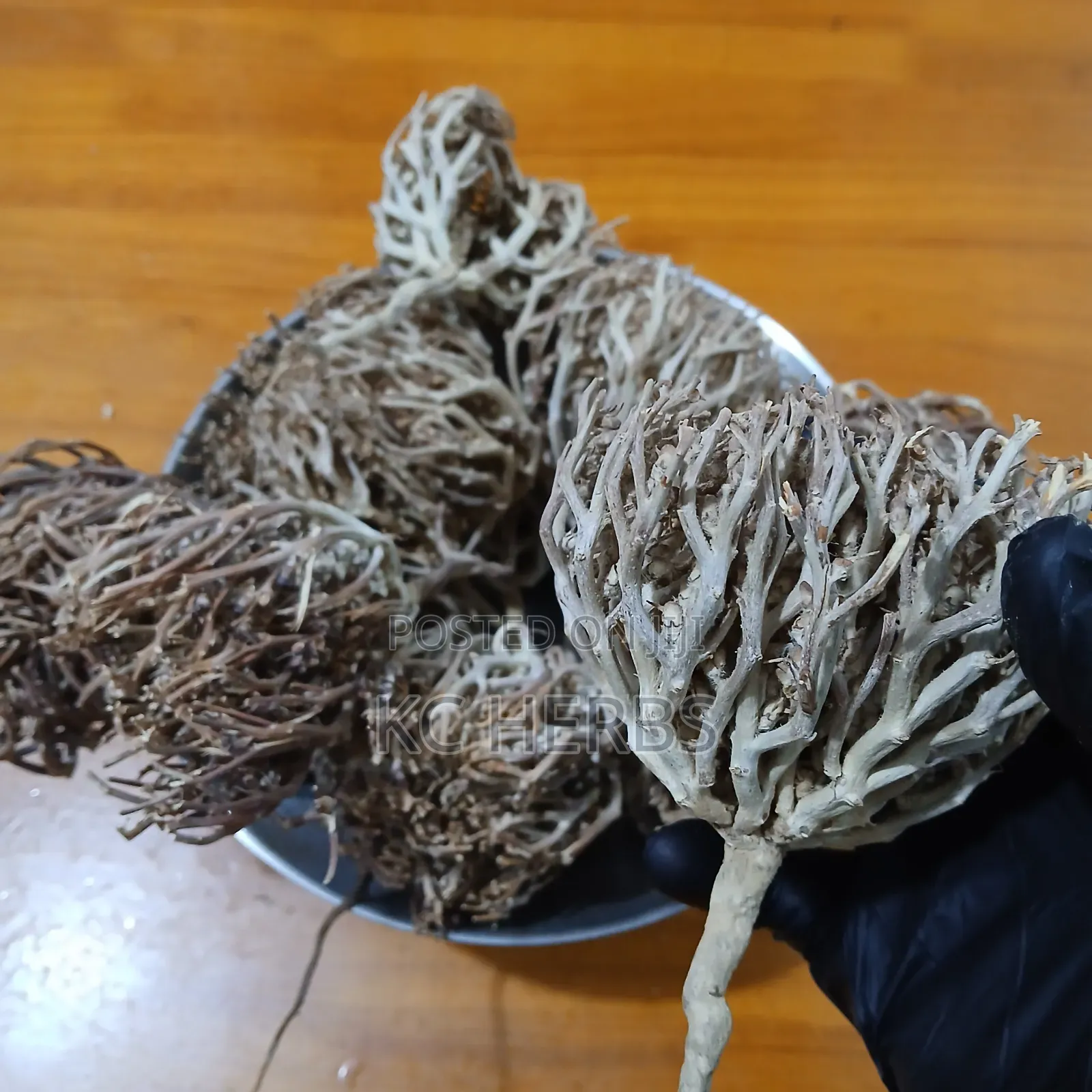Cap Maryam/Rose of Jericho Resurrection Plant