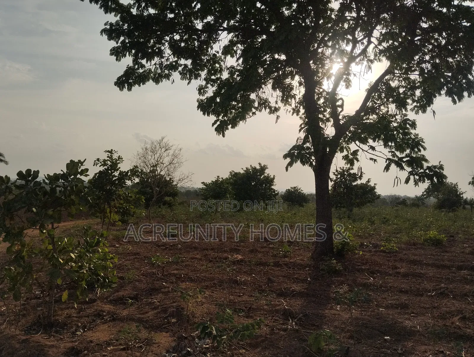 11 Acres of Fertile Farmland, Ladile Village, Off Iseyin-Ogbomoso Exp