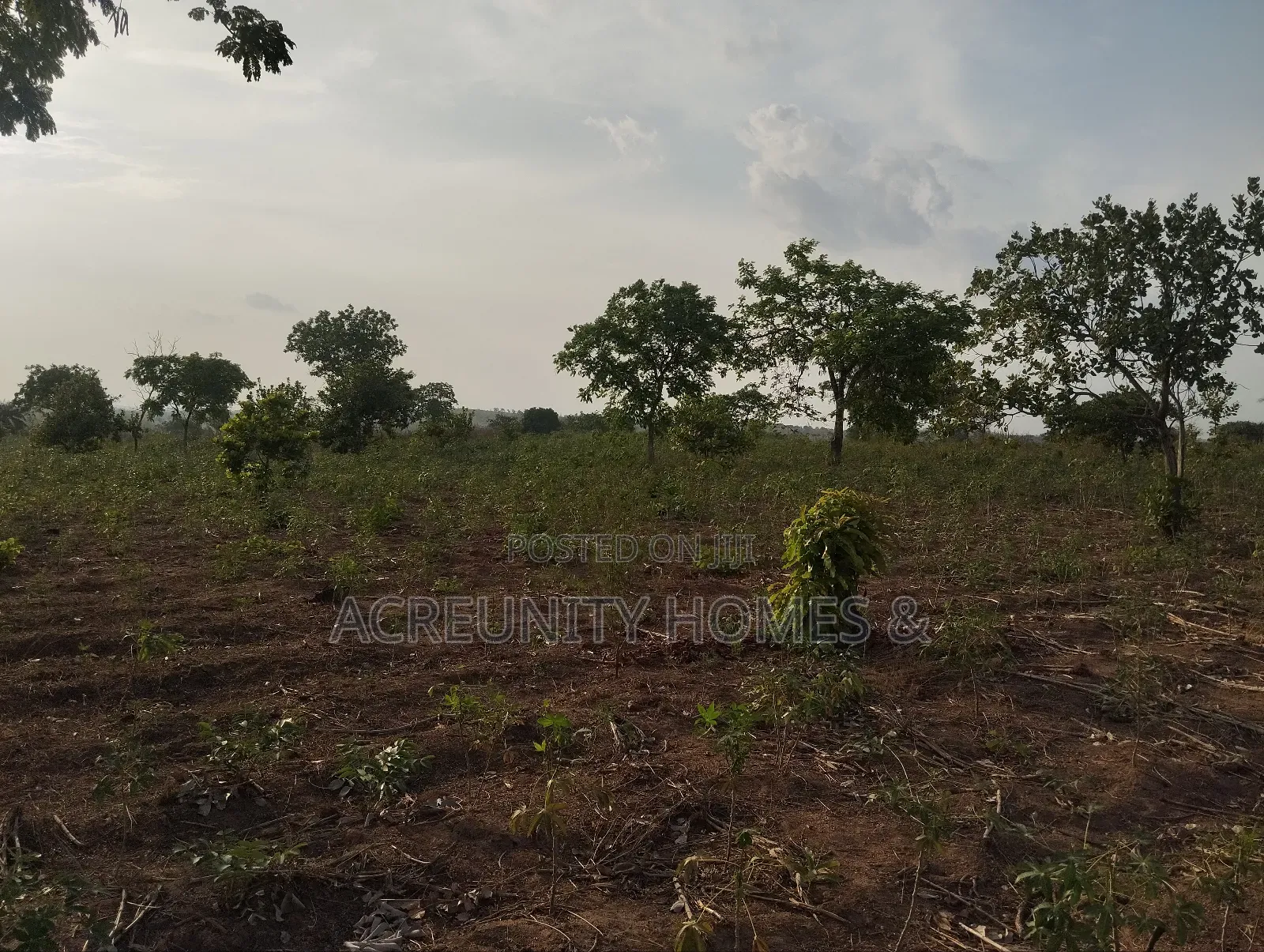 11 Acres of Fertile Farmland, Ladile Village, Off Iseyin-Ogbomoso Exp