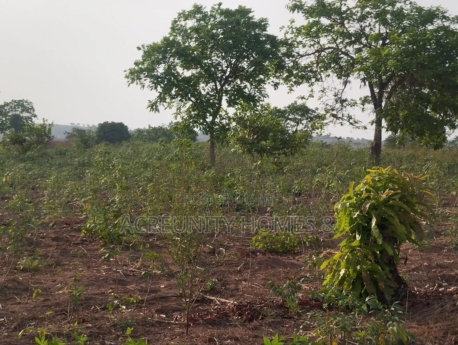 11 Acres of Fertile Farmland, Ladile Village, Off Iseyin-Ogbomoso Exp