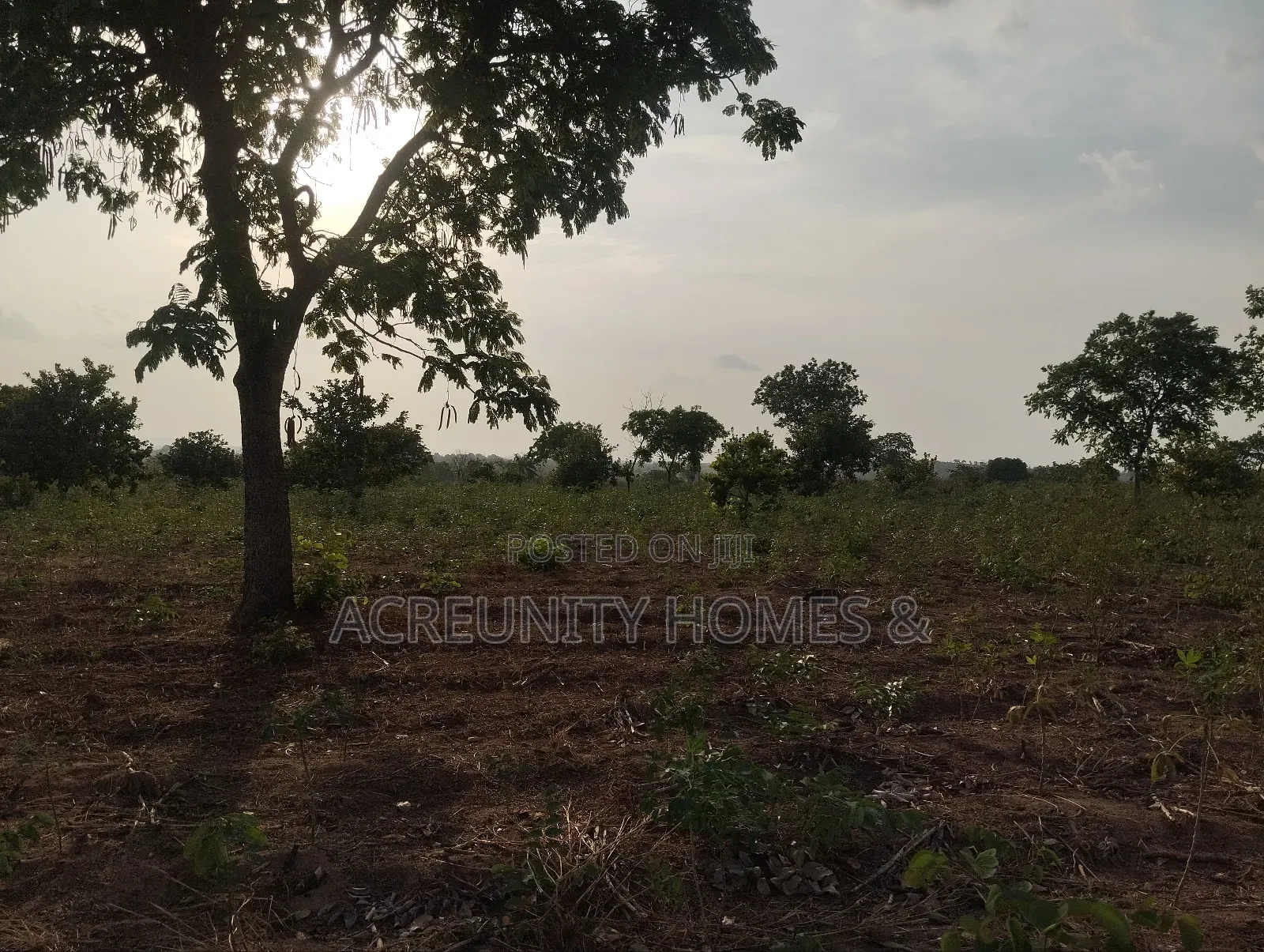 11 Acres of Fertile Farmland, Ladile Village, Off Iseyin-Ogbomoso Exp