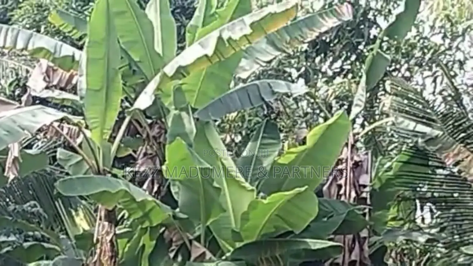 For Sale : 4 Plots at Eneke /Igwuruta Airport Rd, Ph