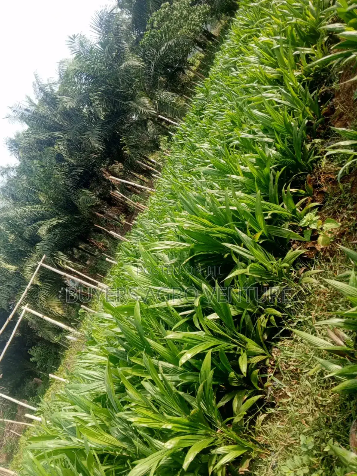 High-Yield Palm Oil Seedlings Available Affordable Price.