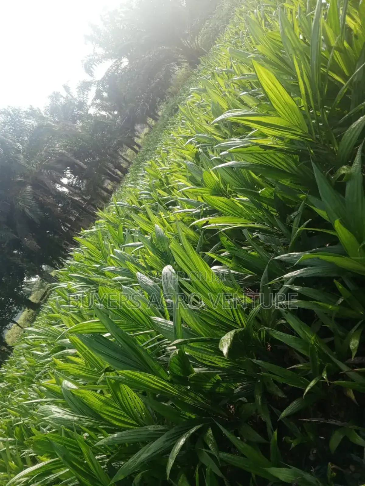 High-Yield Palm Oil Seedlings Available Affordable Price.