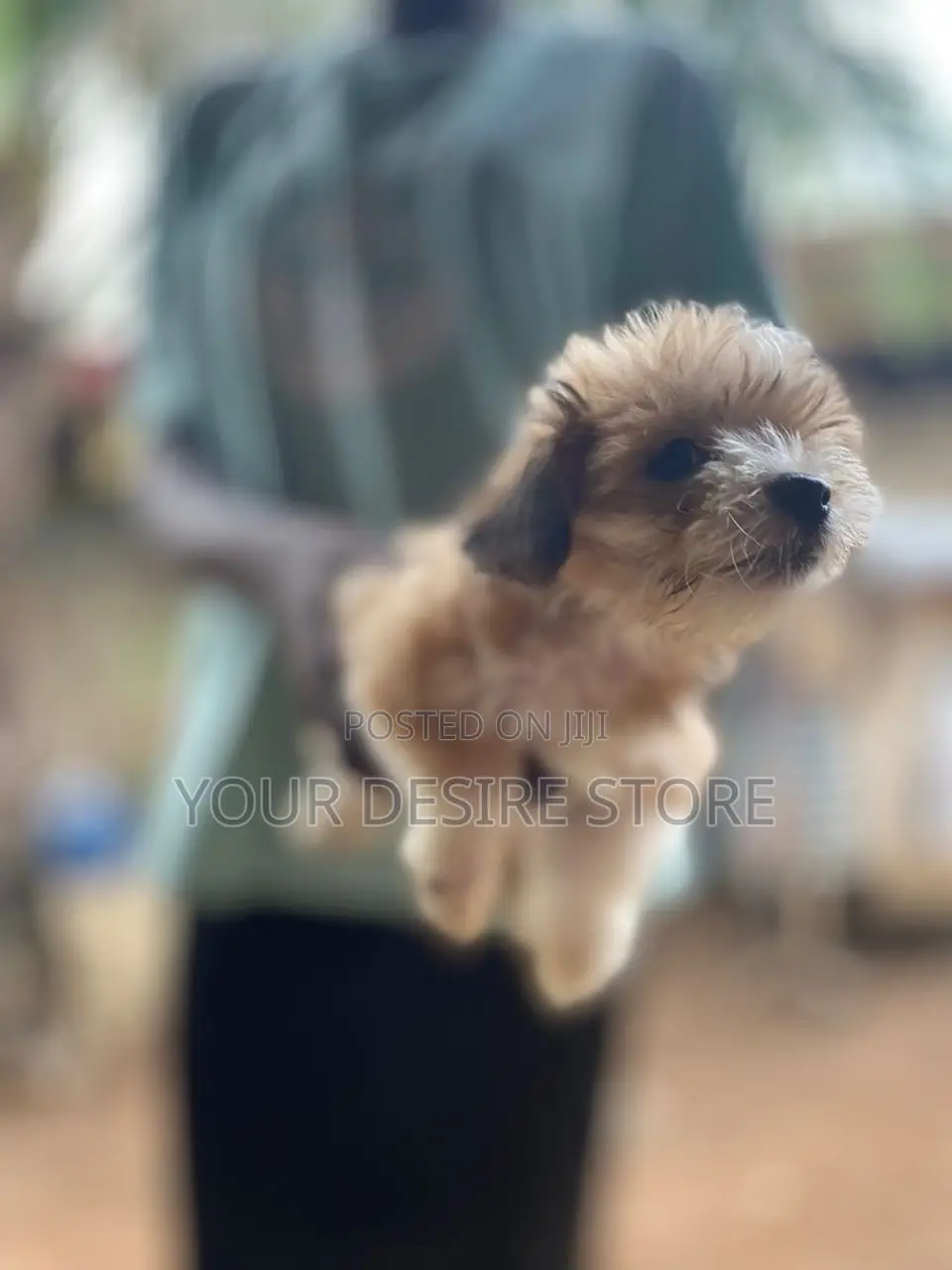 1-3 months Female Purebred Lhasa Apso