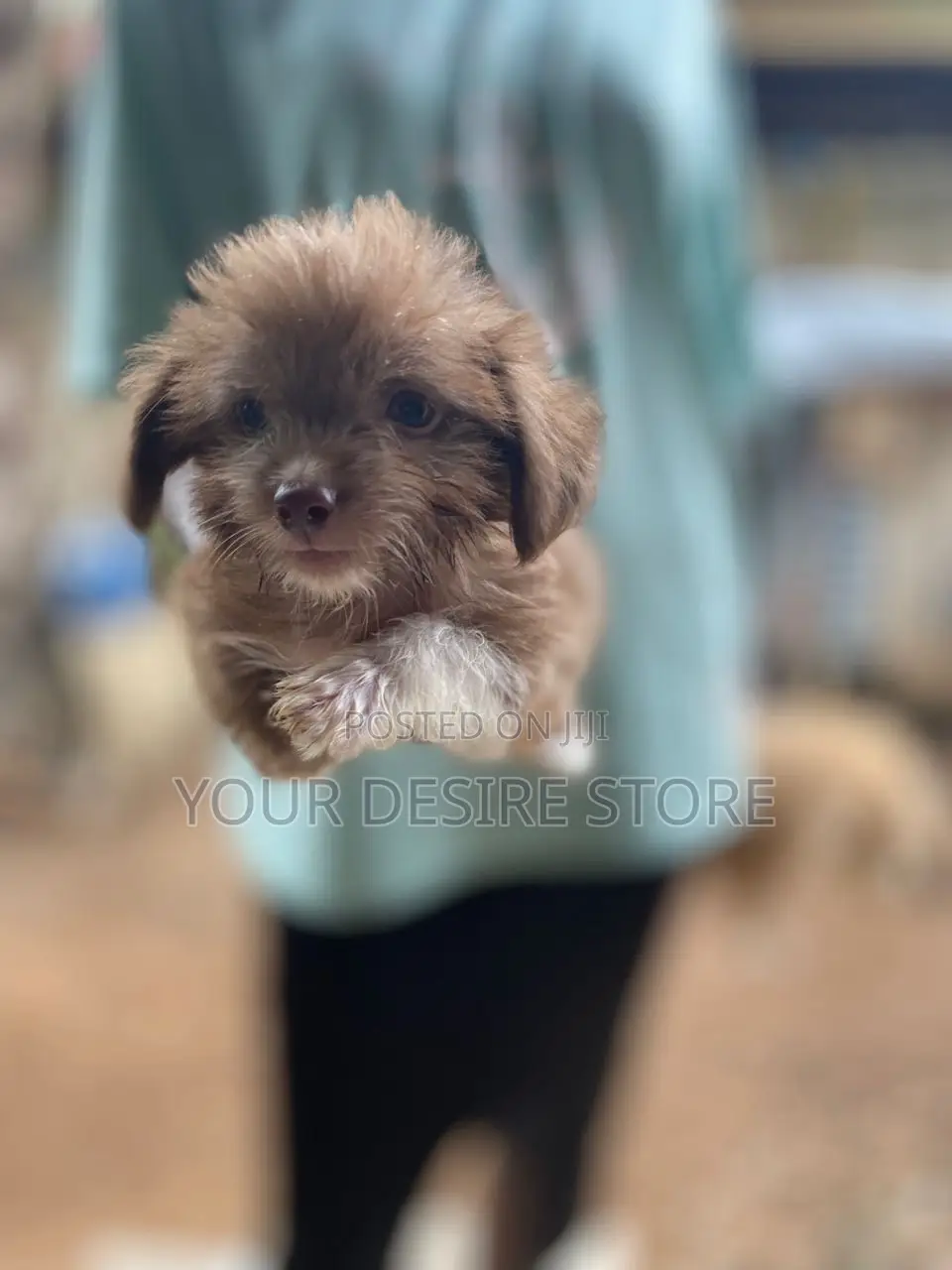 1-3 months Female Purebred Lhasa Apso