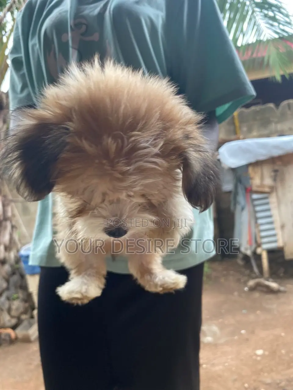 1-3 months Female Purebred Lhasa Apso