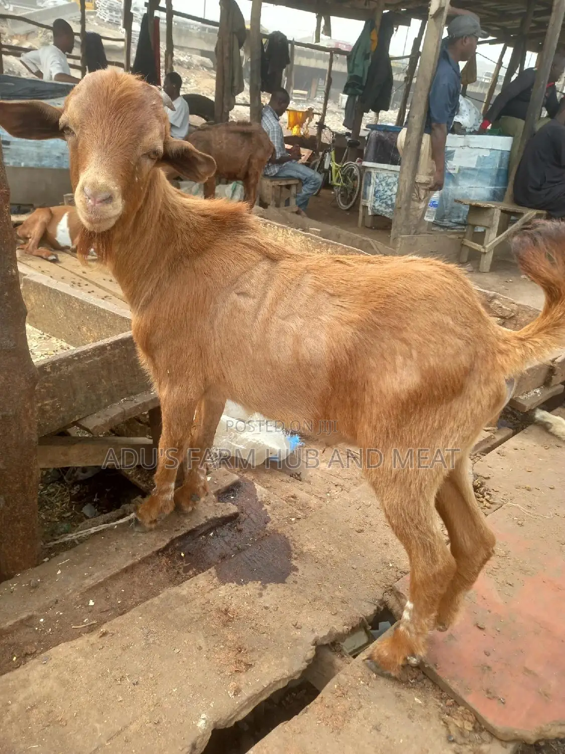 Medium Sized Hausa Goat Meat