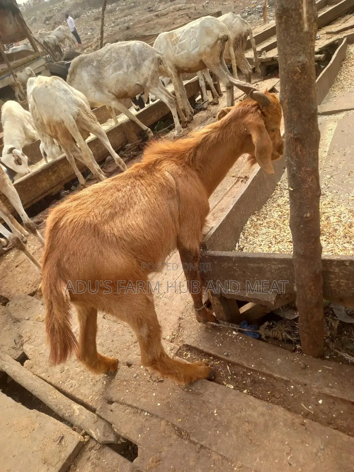Full Goat/Ogufe Meat