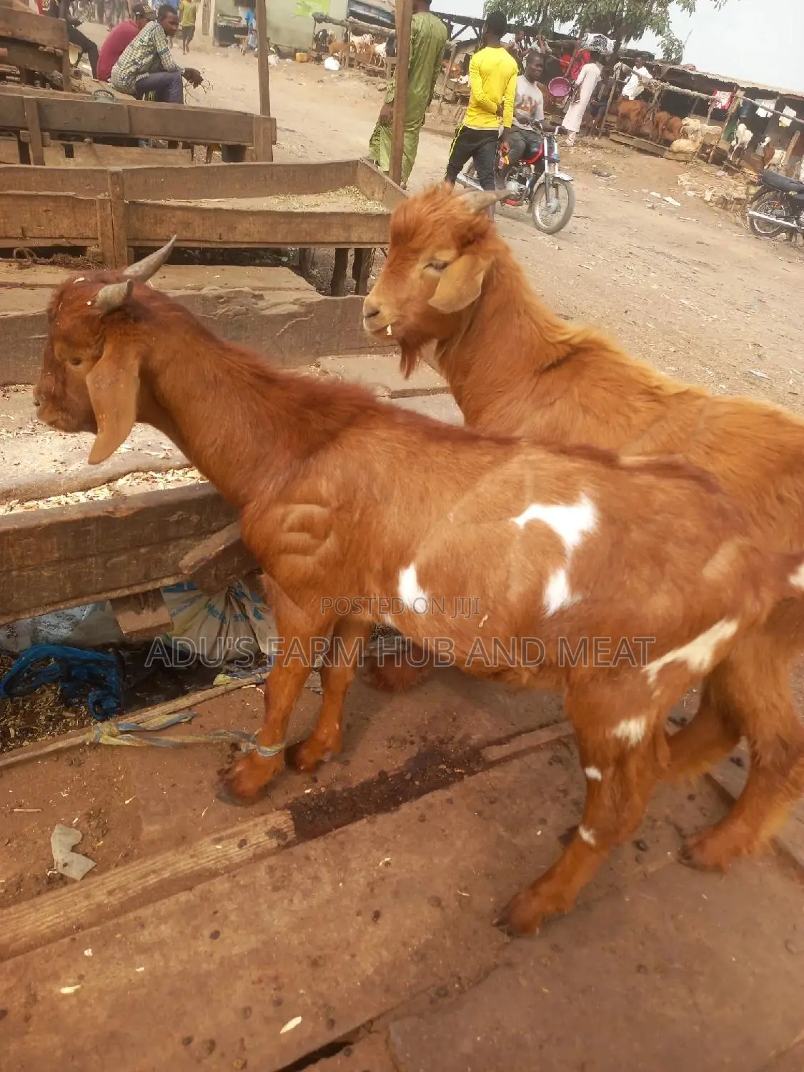 Full Goat/Ogufe Meat