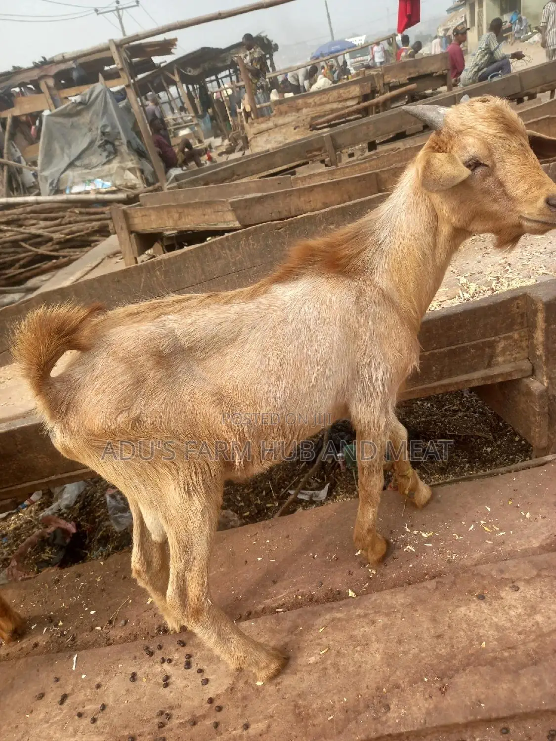 Full Goat/Ogufe Meat
