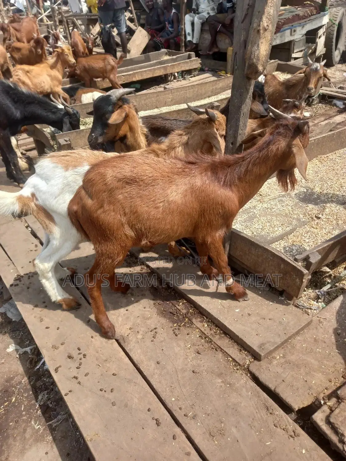 Full Goat Meat