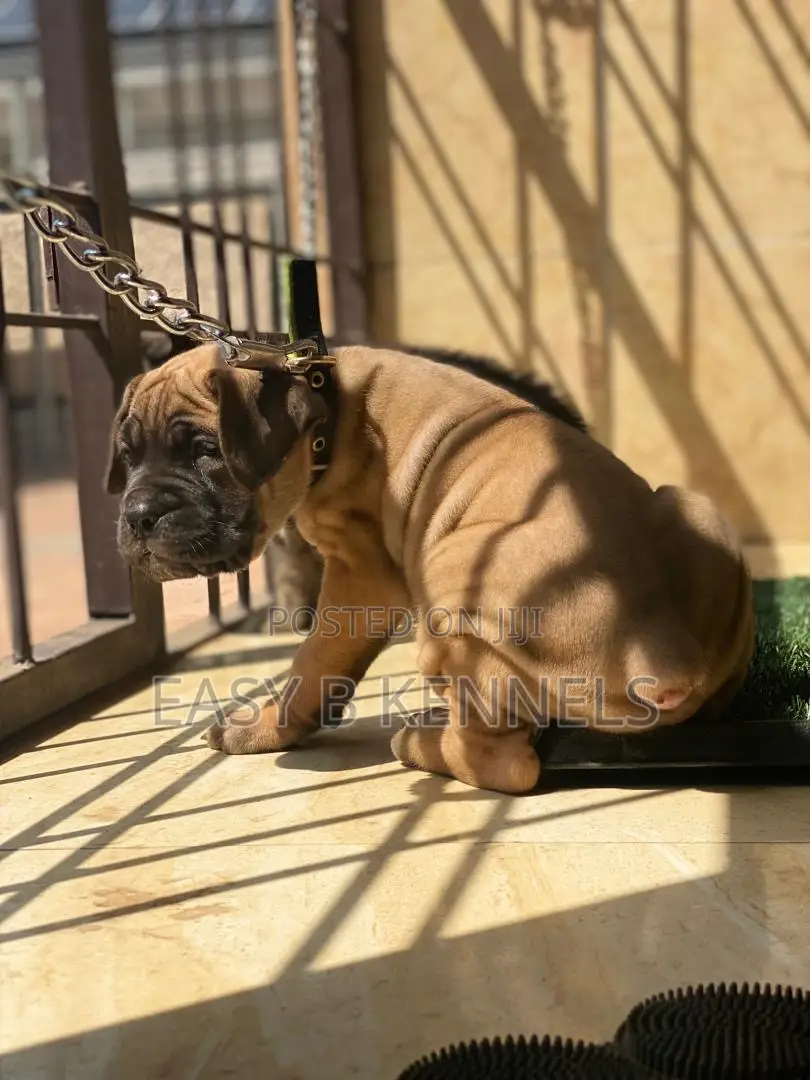 1+ year Male Purebred Boerboel