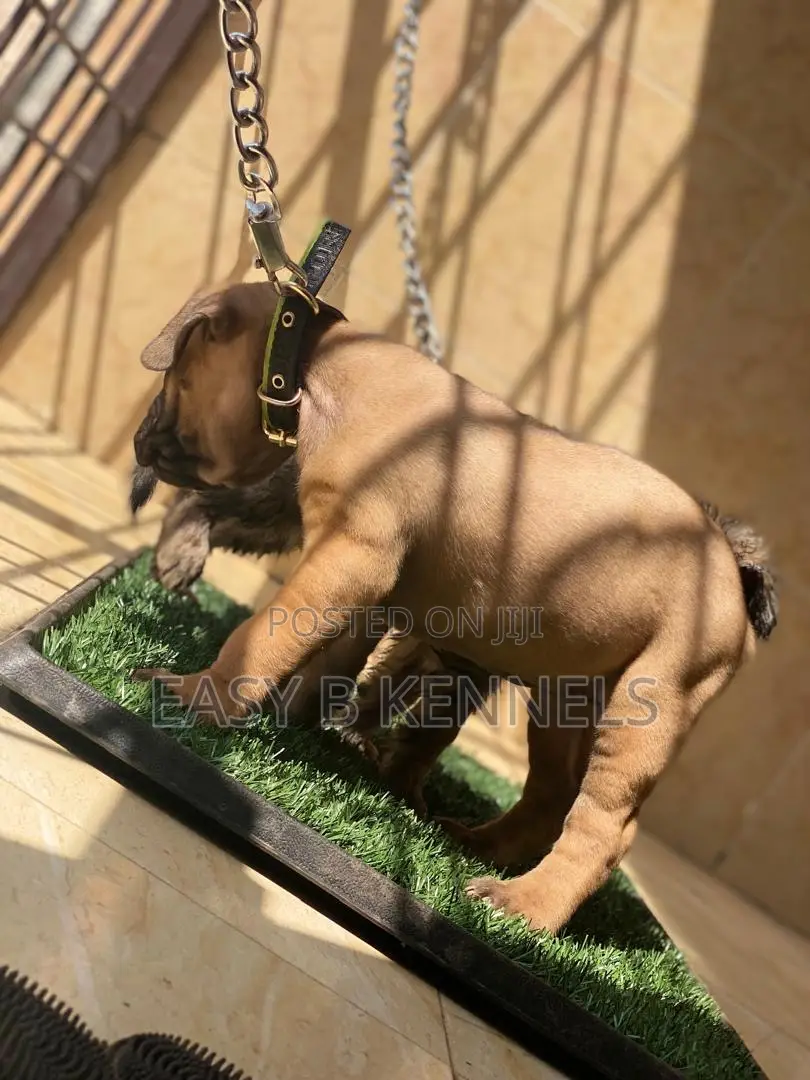 1+ year Male Purebred Boerboel