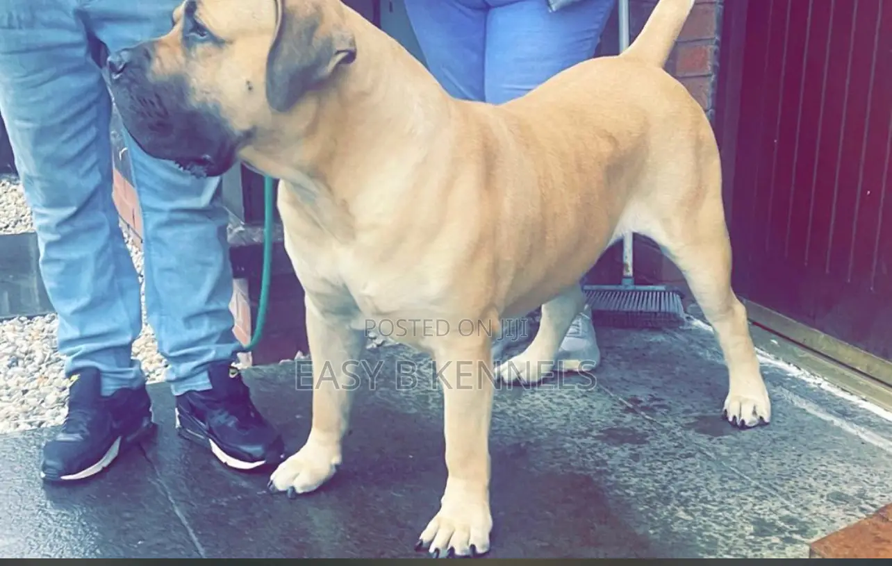 1+ year Male Purebred Boerboel