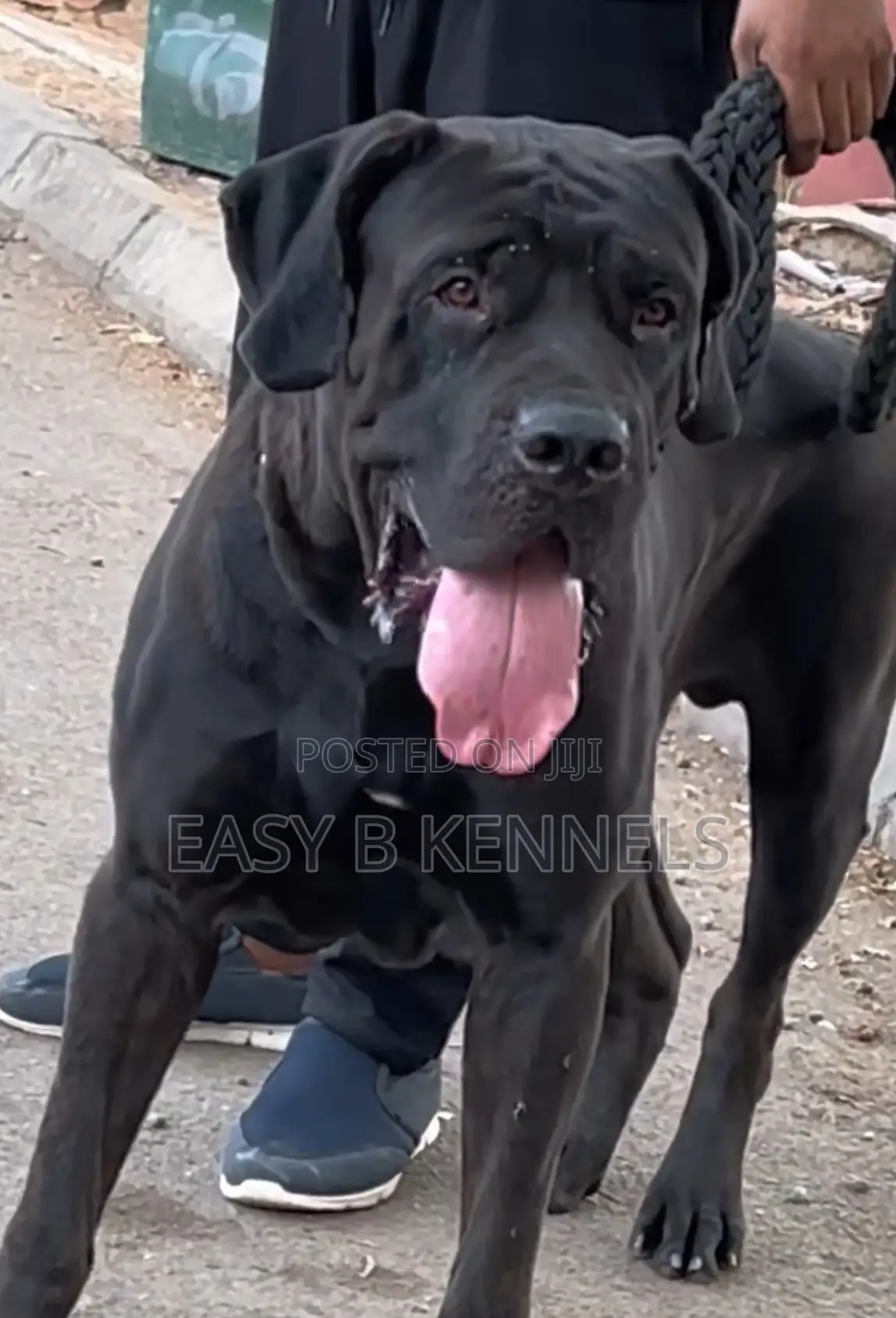 1+ year Male Purebred Boerboel