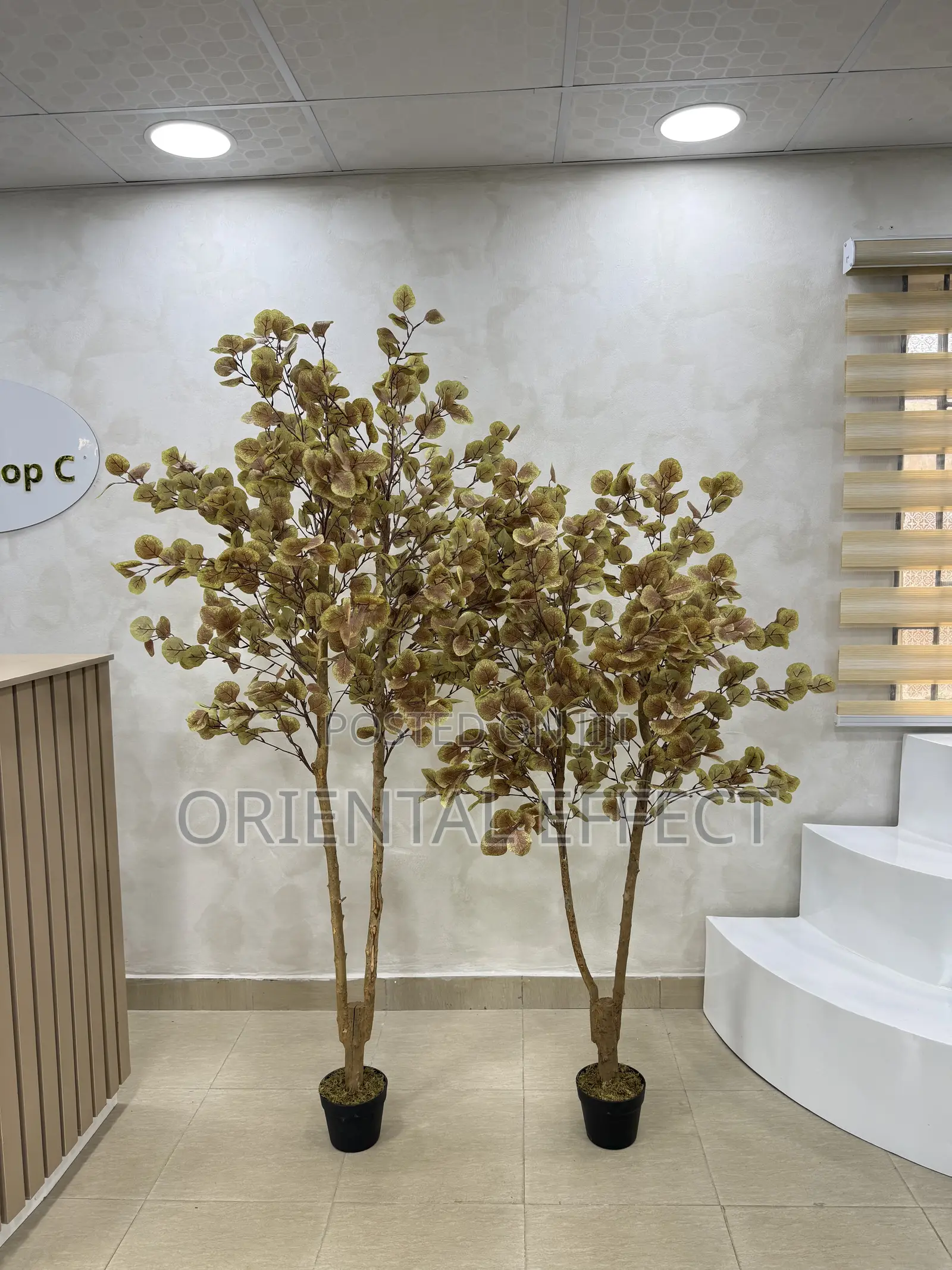 180cm Artificial Money Tree– Realistic Faux Plant for Interior Styling