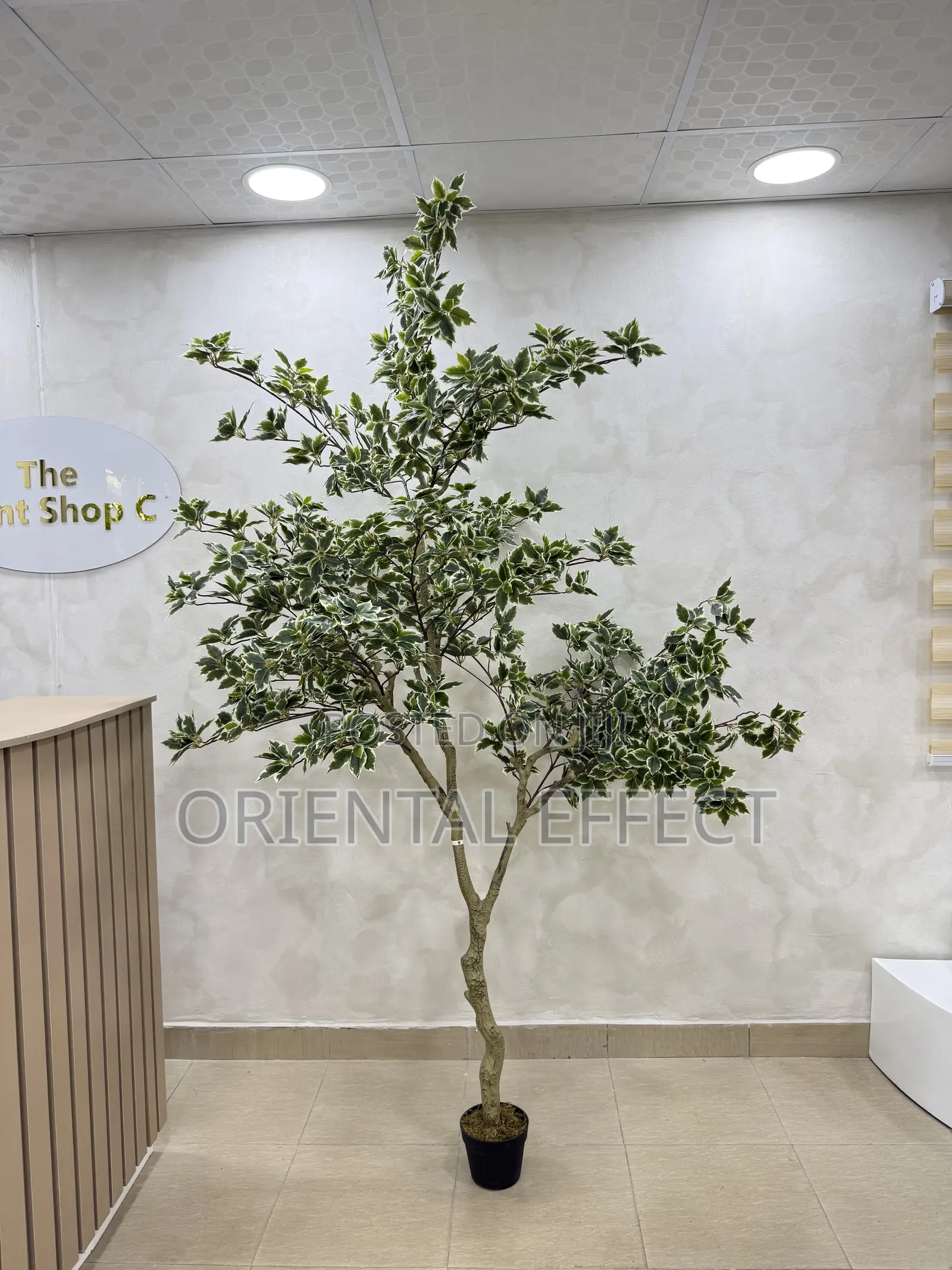 Artificial White Edge Banyan Tree – Faux Indoor Plant for Home Décor