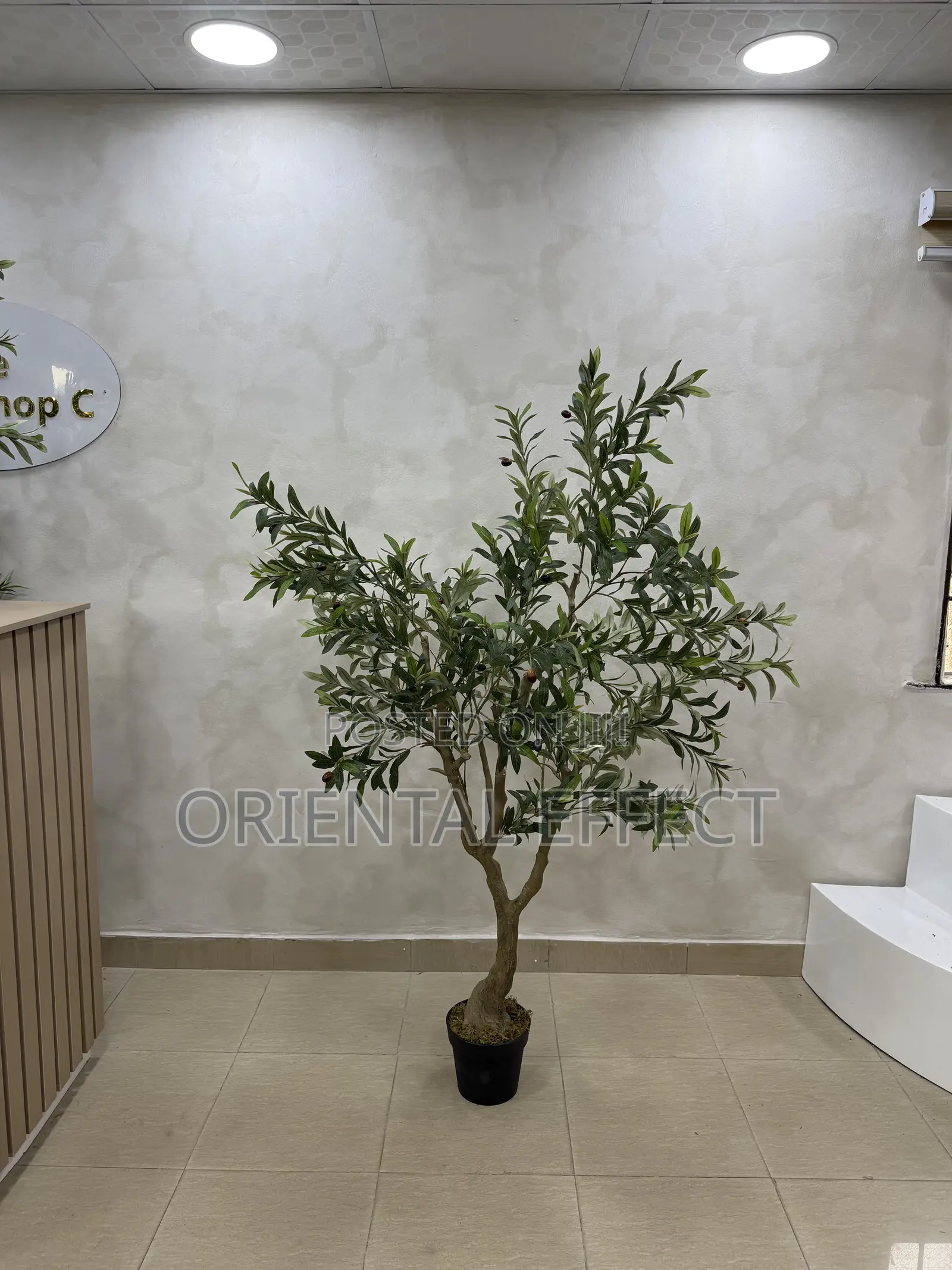 180cm Artificial Wide Olive Tree – Modern Home Décor in Nigeria