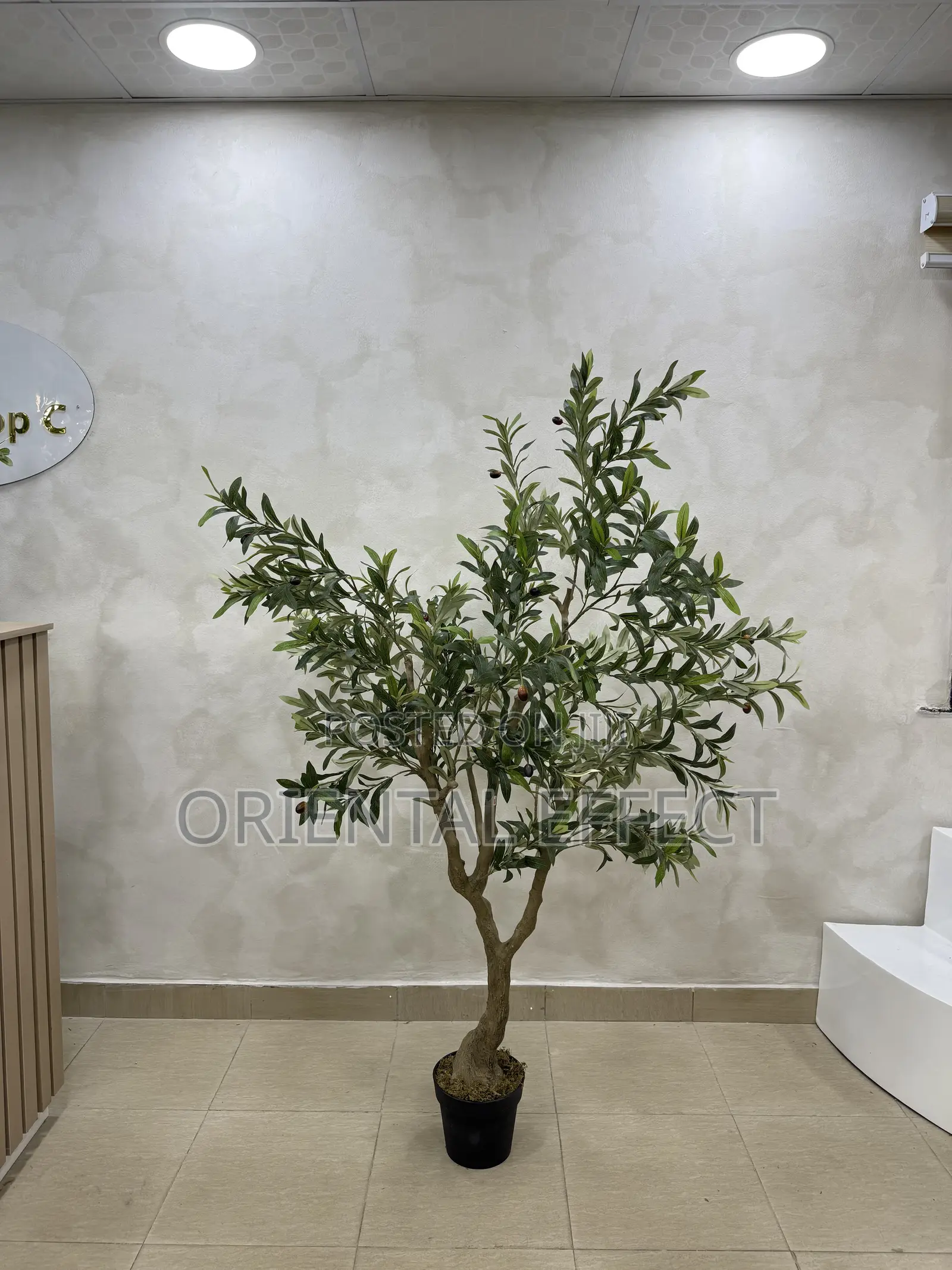 180cm Artificial Wide Olive Tree – Modern Home Décor in Nigeria