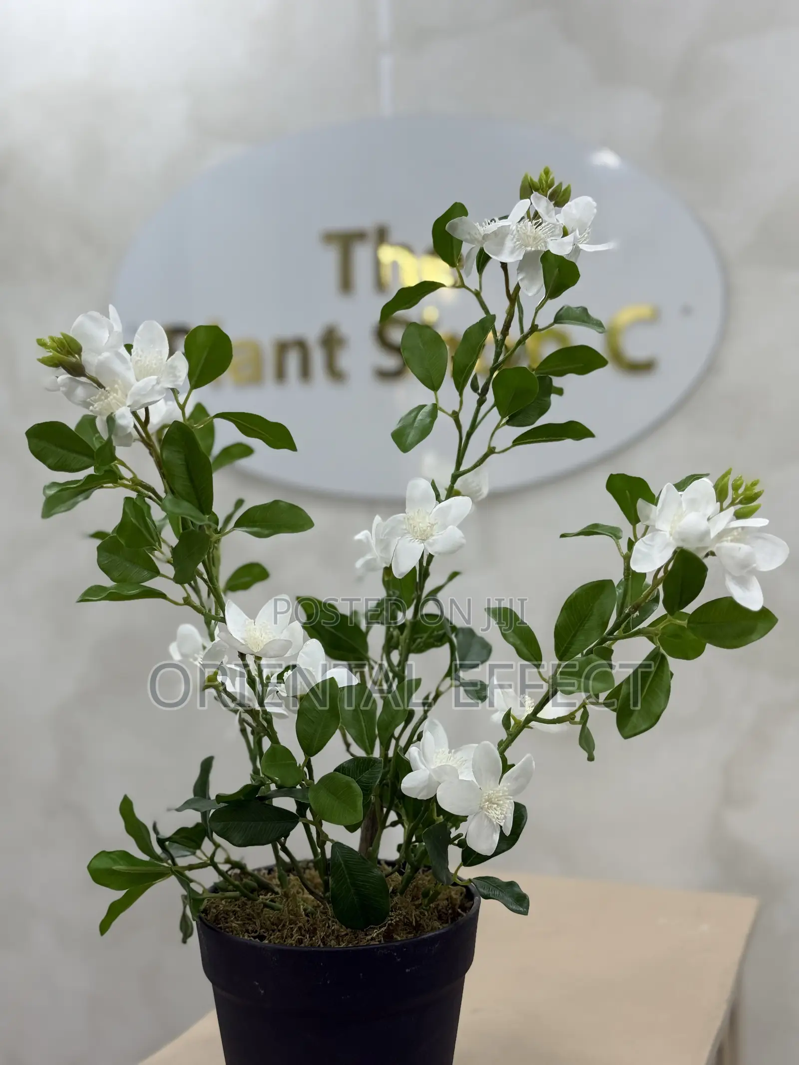 55cm Artificial Mini Gardenia – Realistic Faux Indoor Plant Decor
