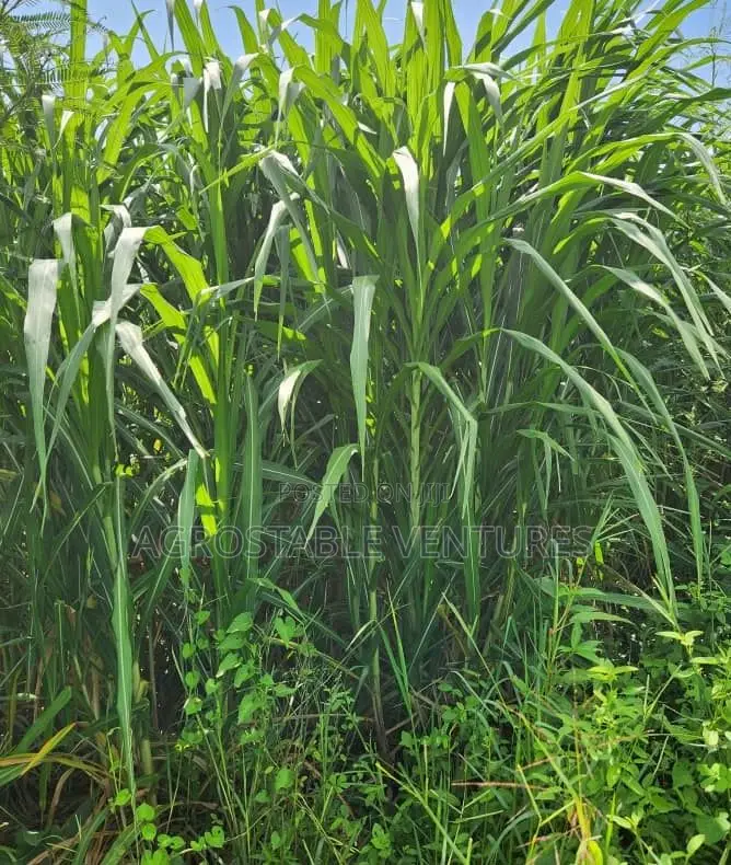 Hybrid Napier Grass Cuttings
