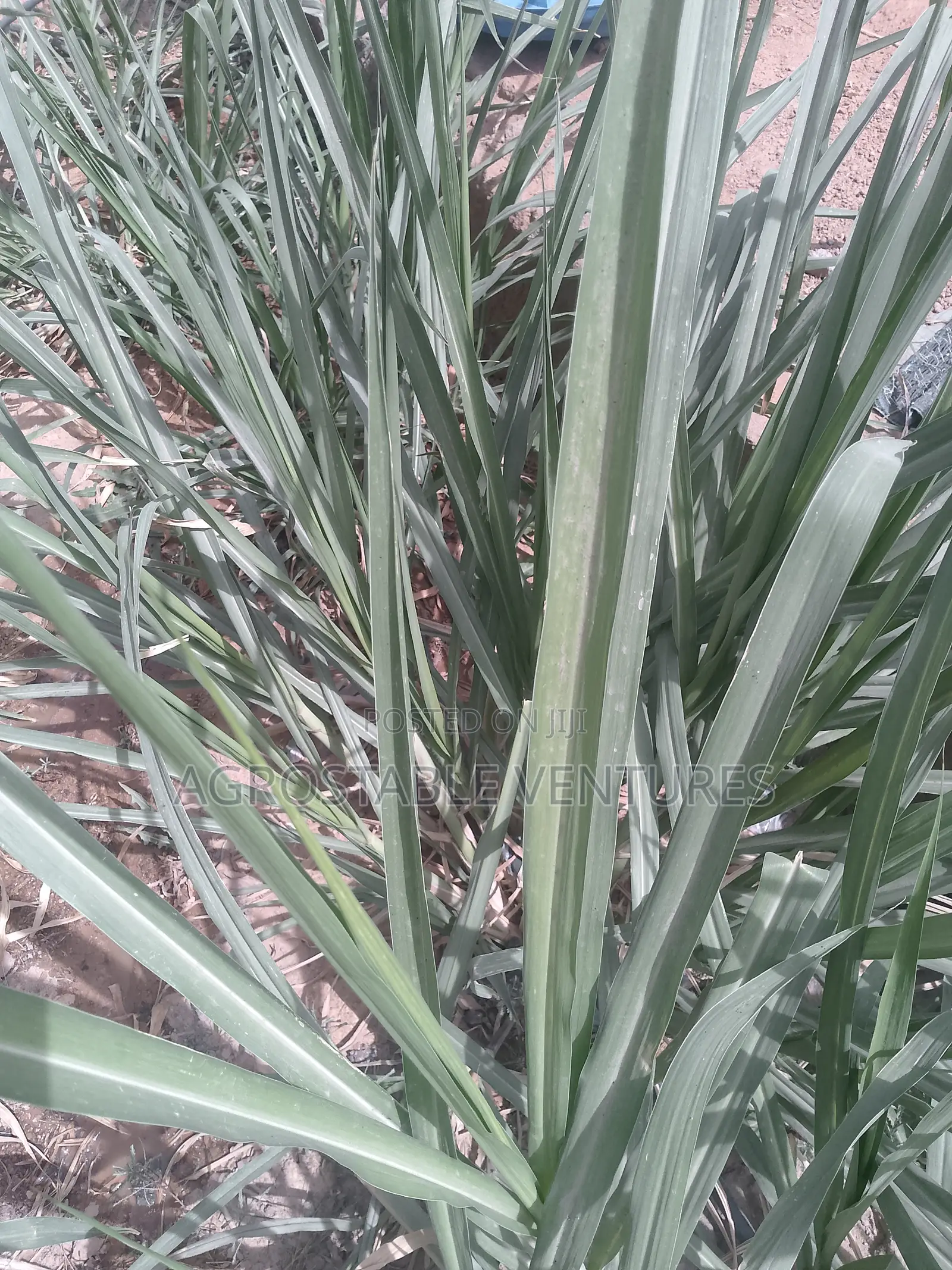 Hybrid Napier Grass Cuttings