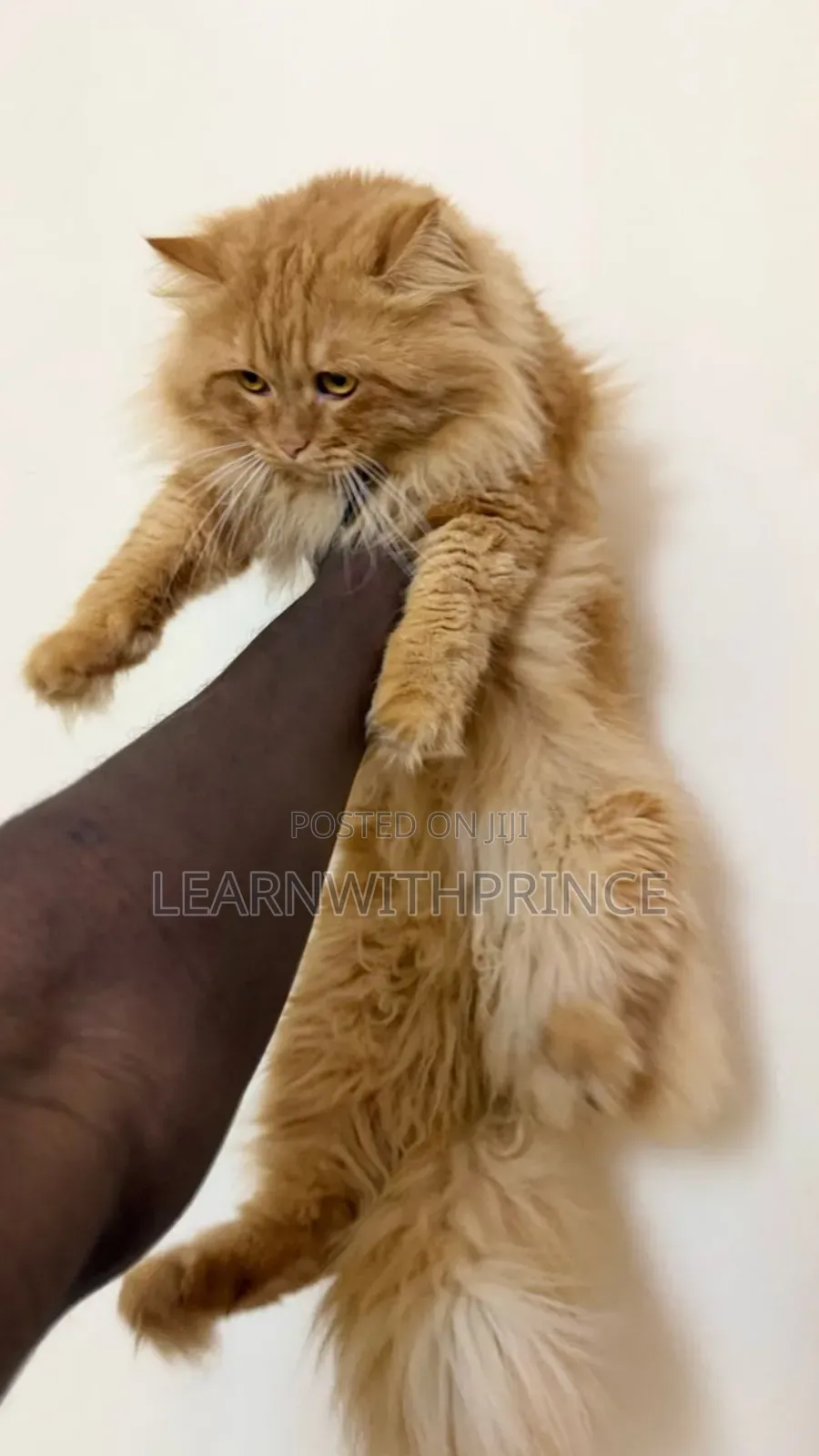 6-12 months Male Purebred Persian